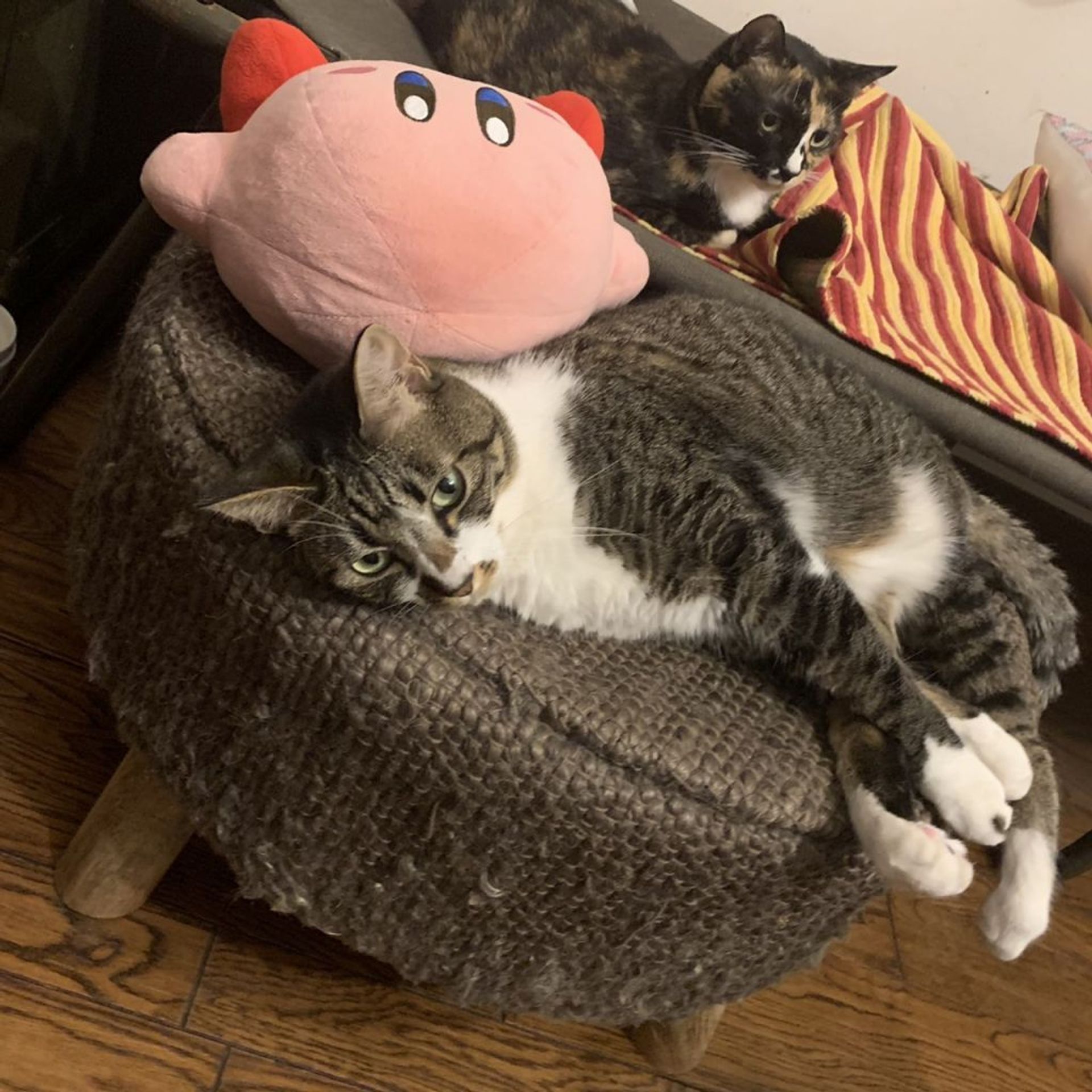 雑種（ミックス猫）・メスの里親募集の写真
