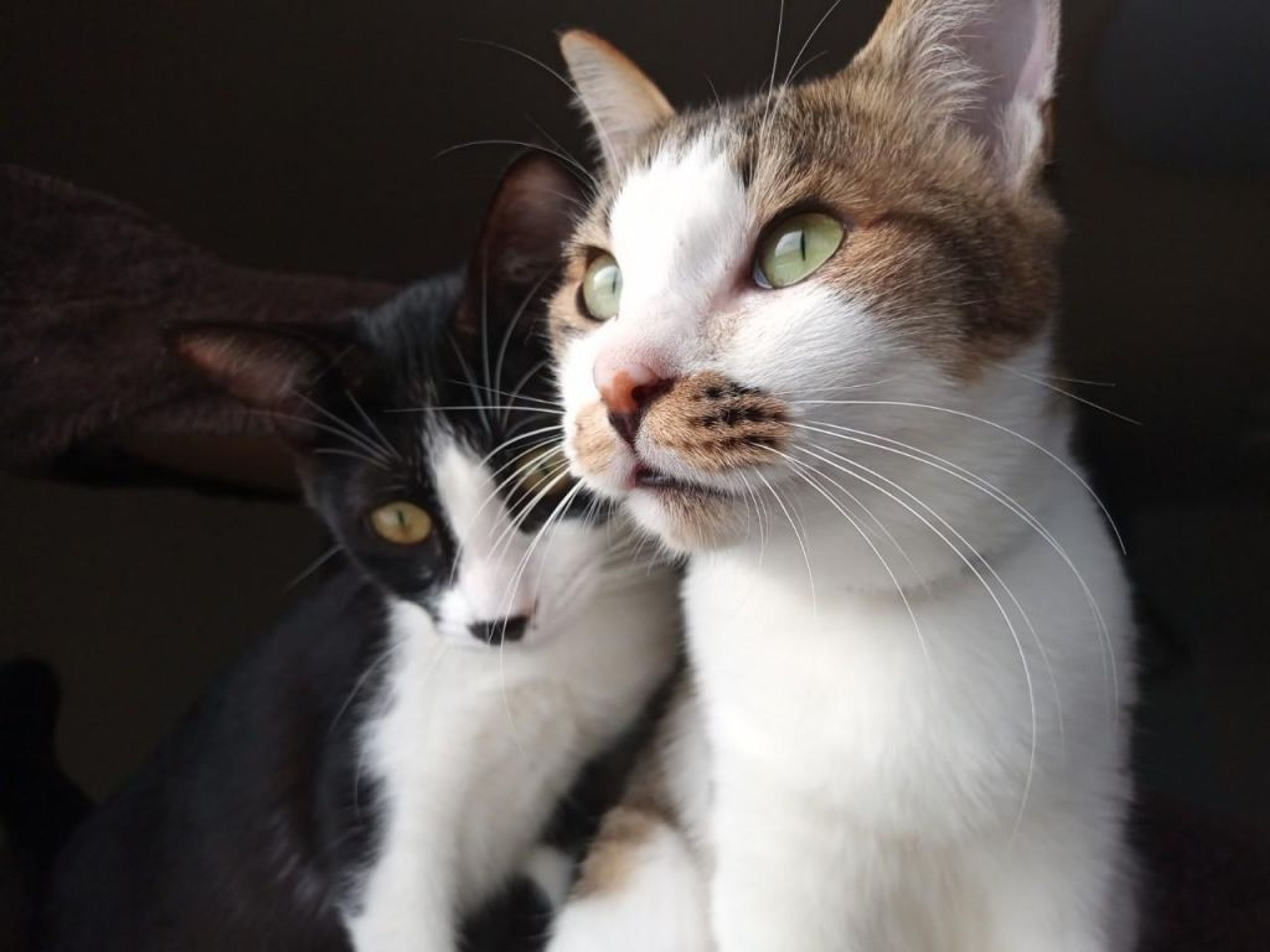雑種（ミックス猫）・メスの里親募集の写真