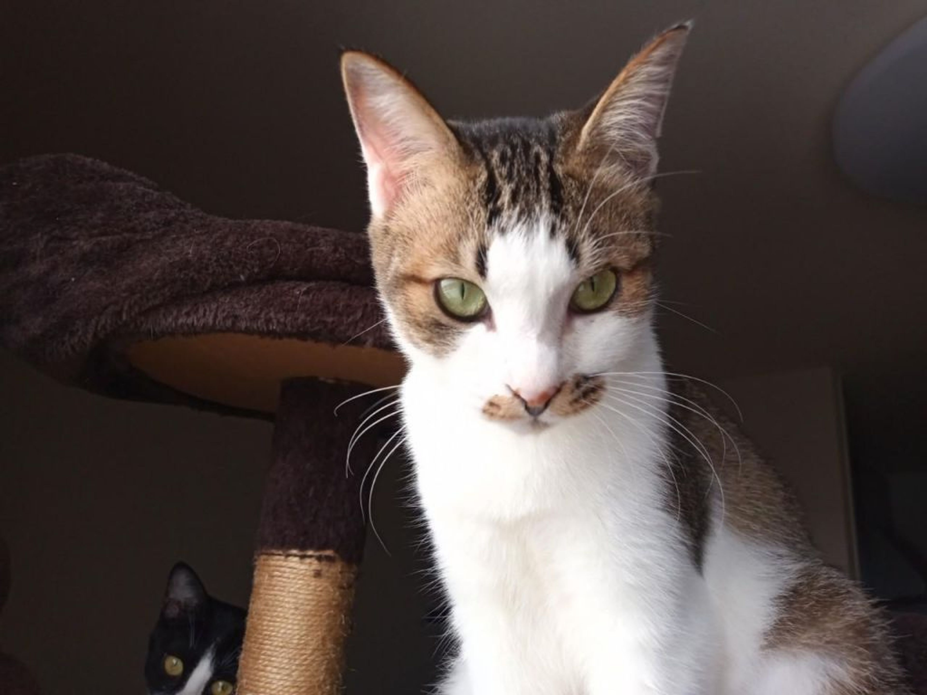 pet-image-2