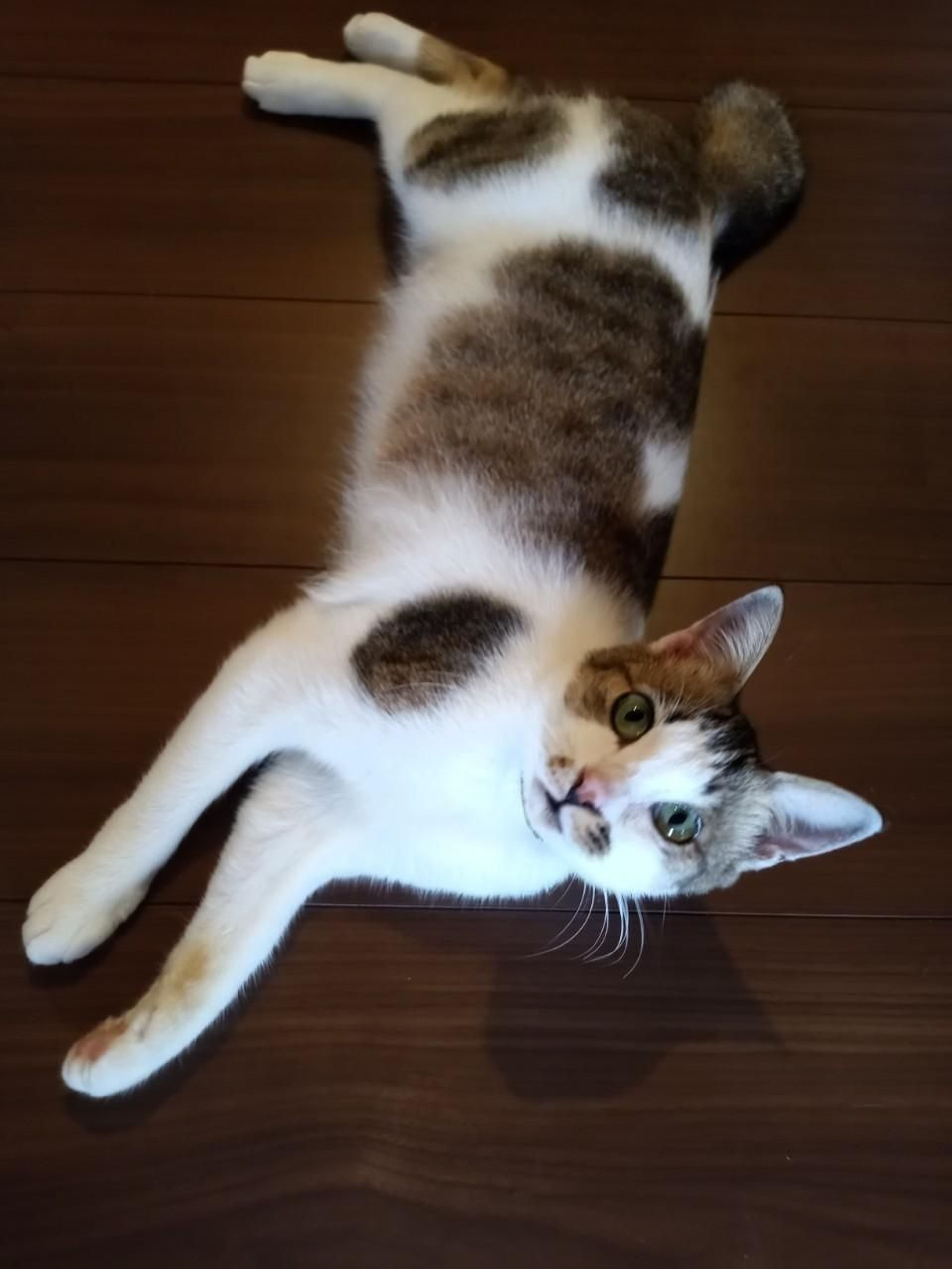 pet-image-3