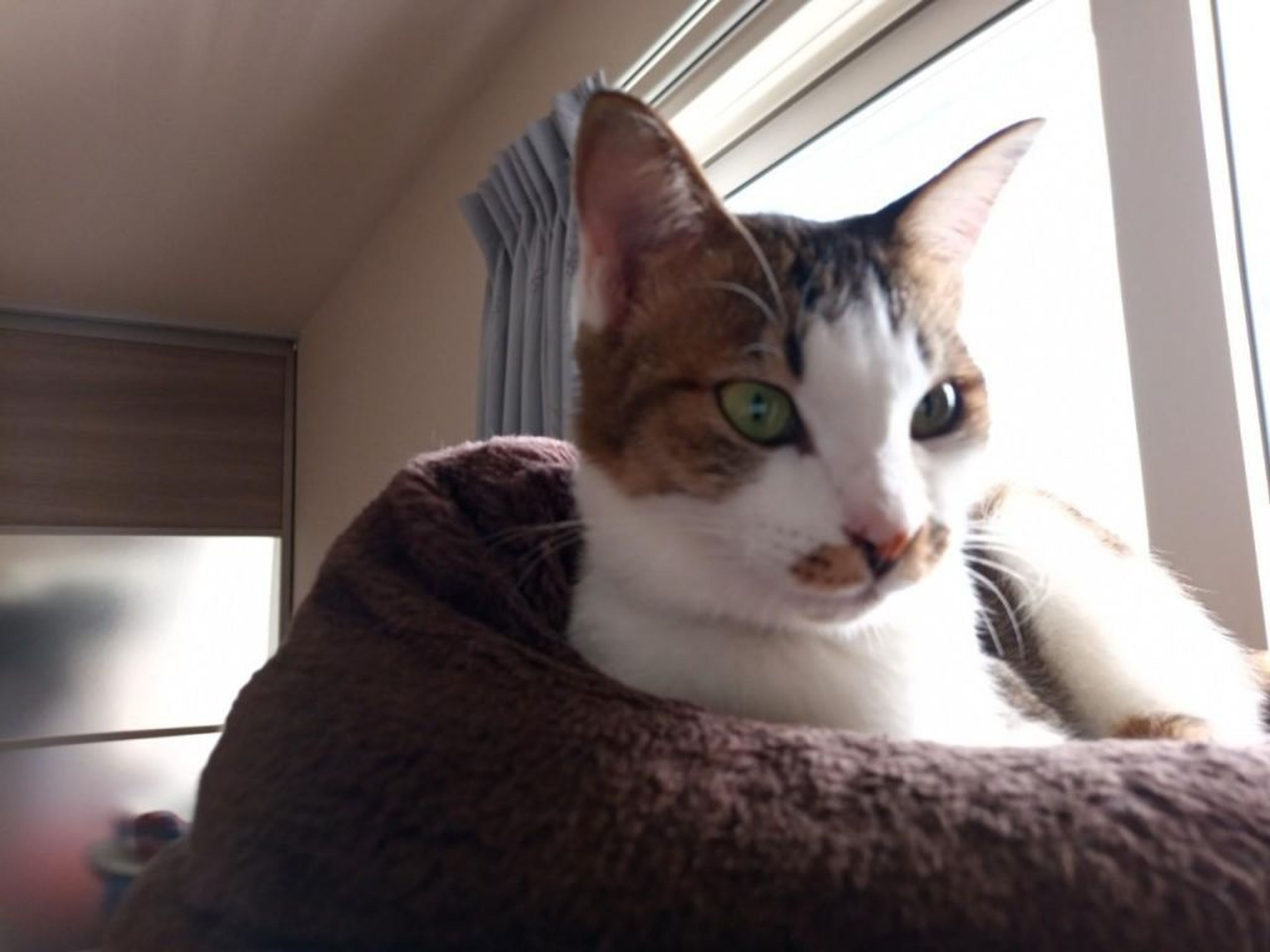 pet-image-4