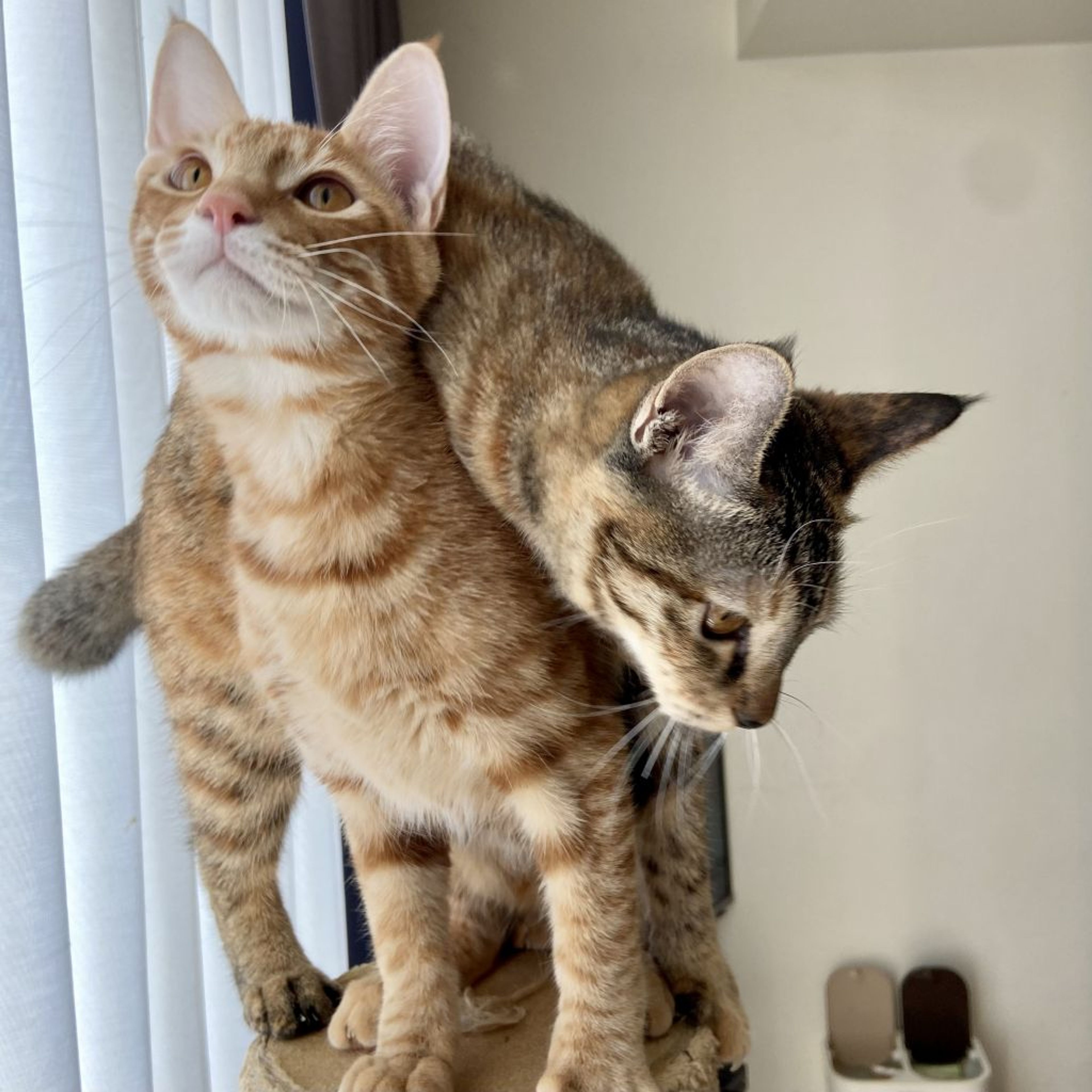pet-image-4