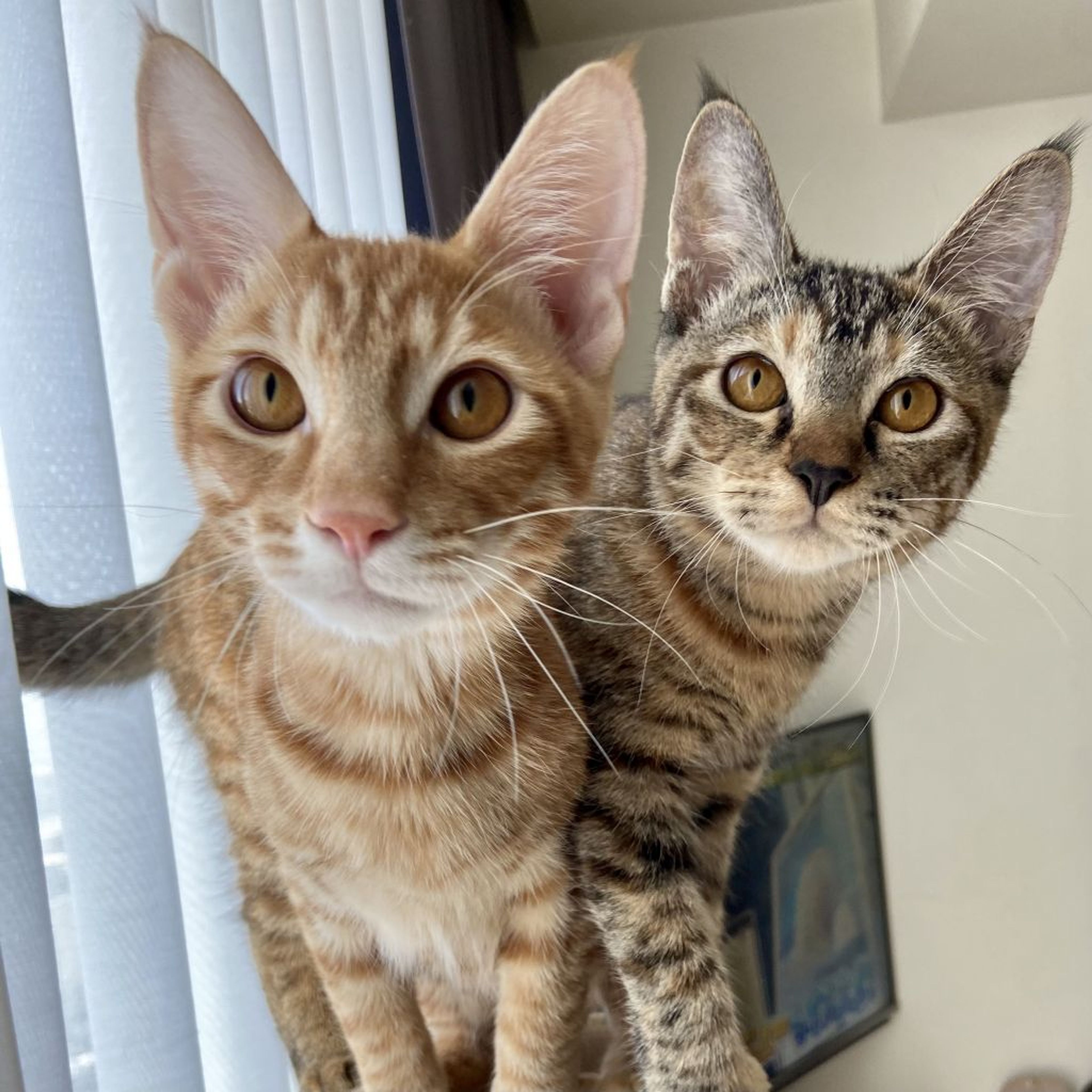 pet-image-5