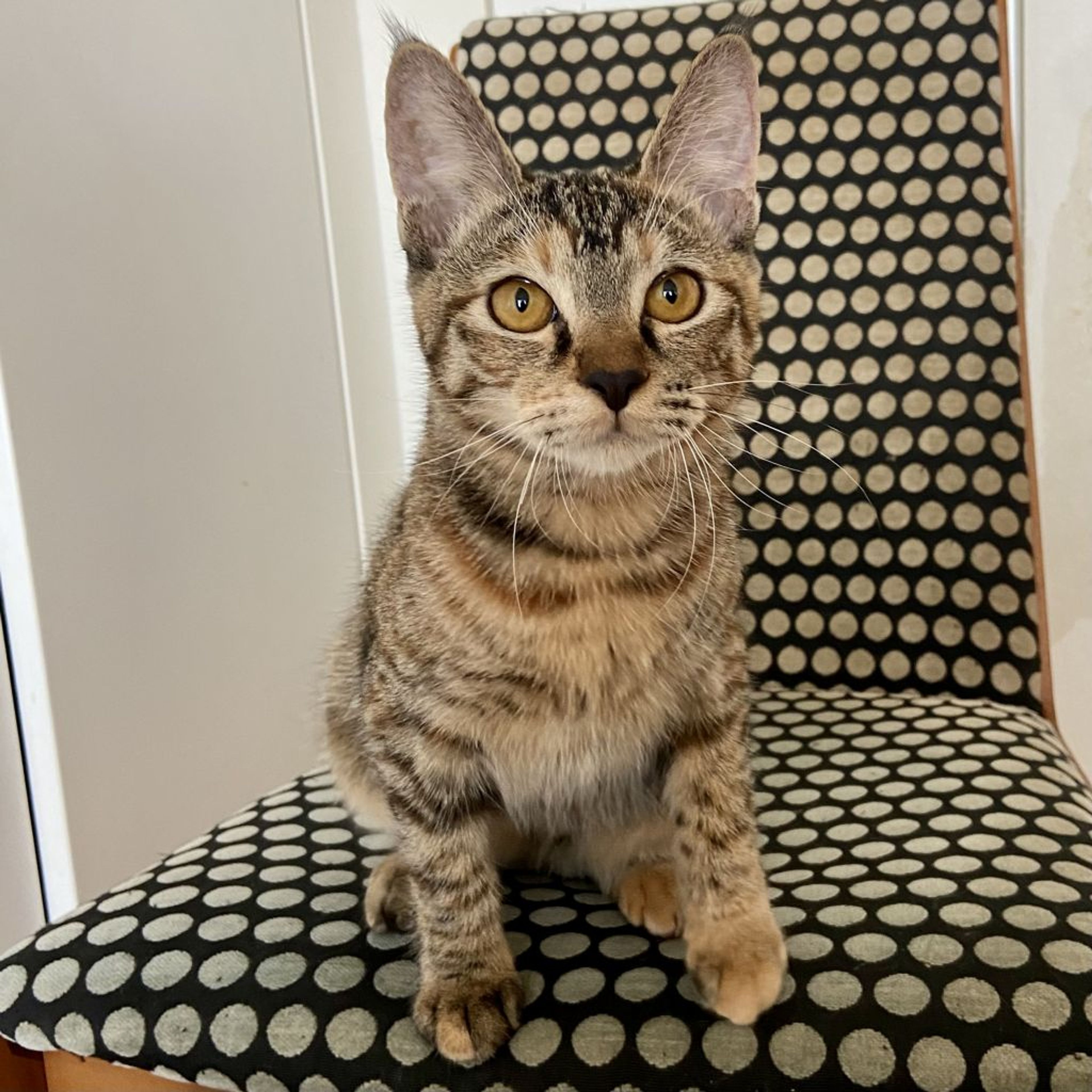 pet-image-6