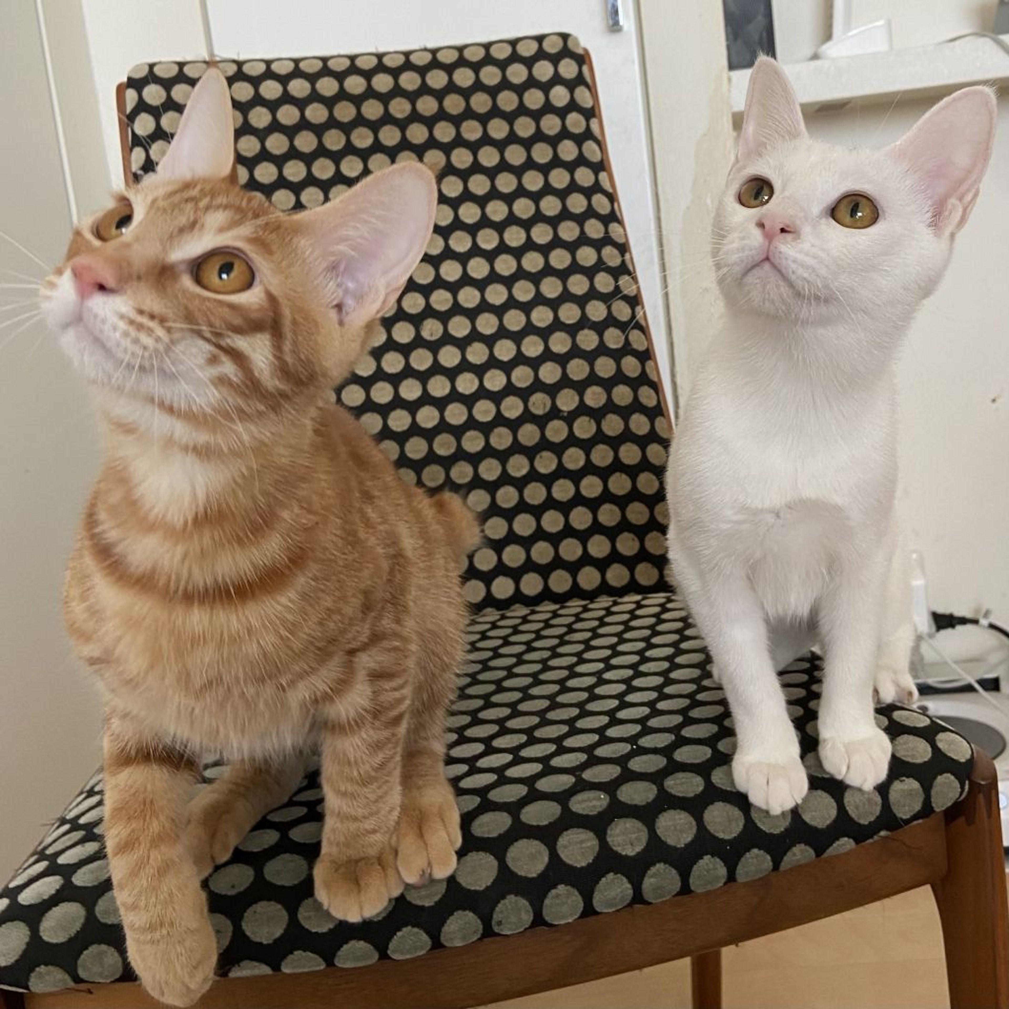 pet-image-7