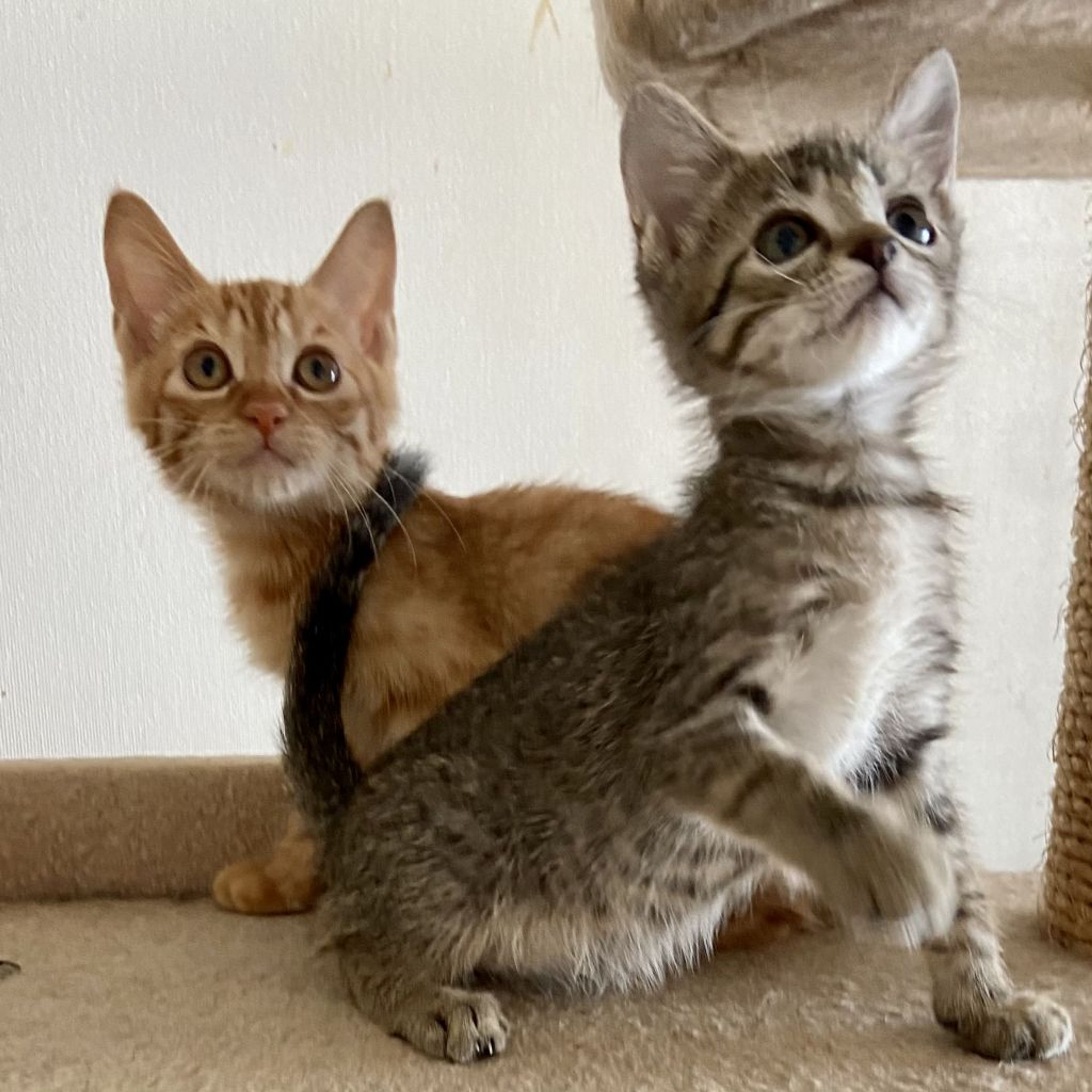 雑種（ミックス猫）・メスの里親募集の写真