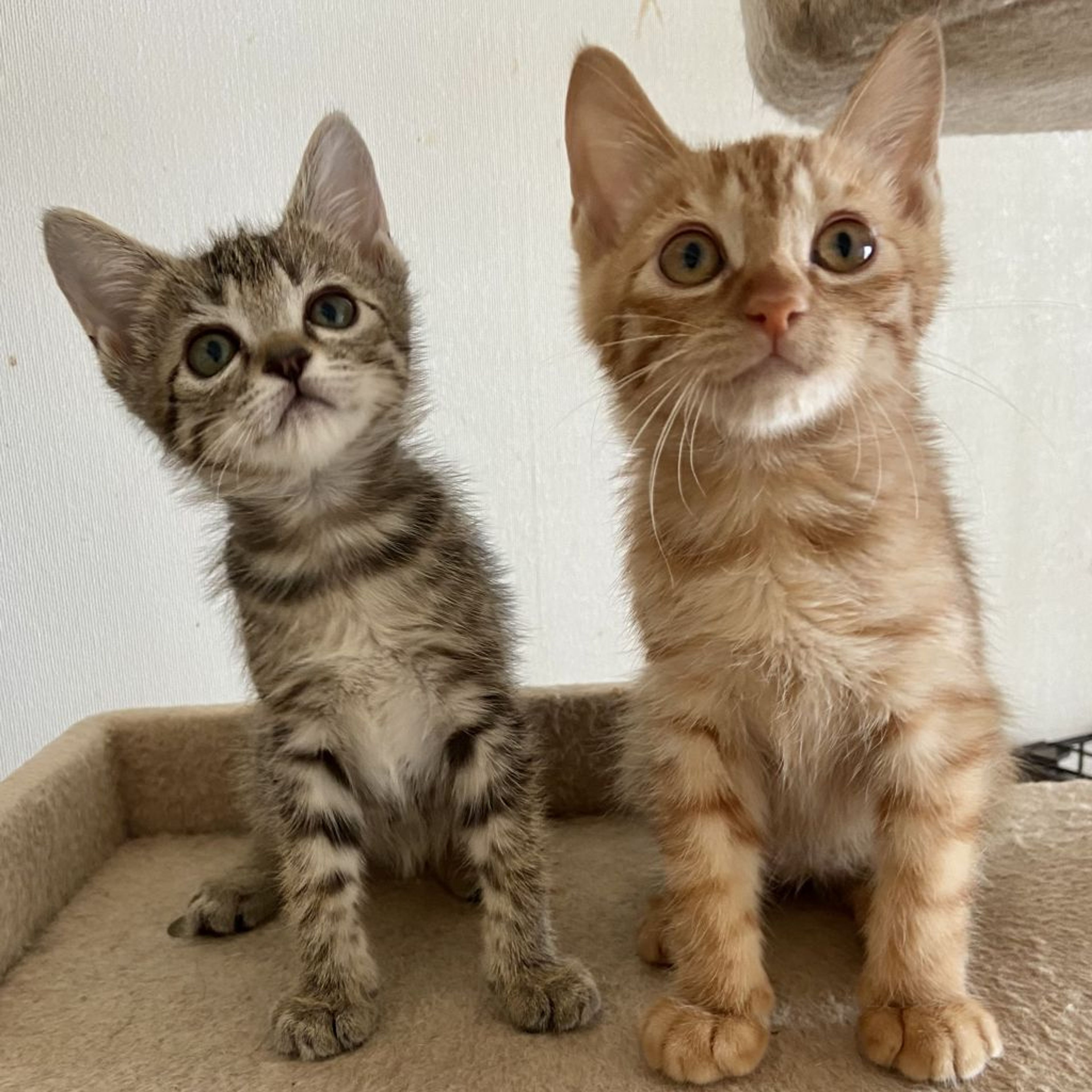 pet-image-4