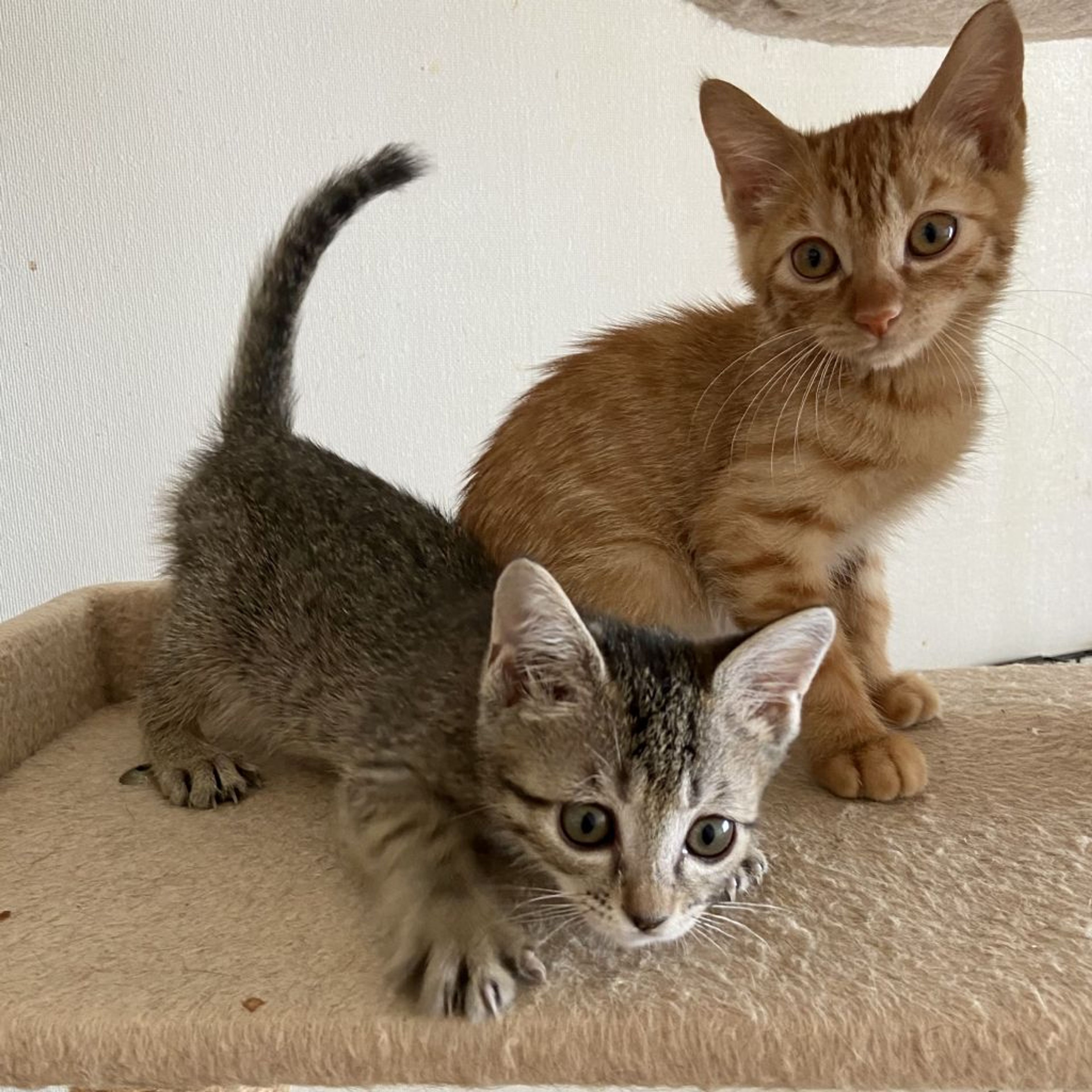 pet-image-5