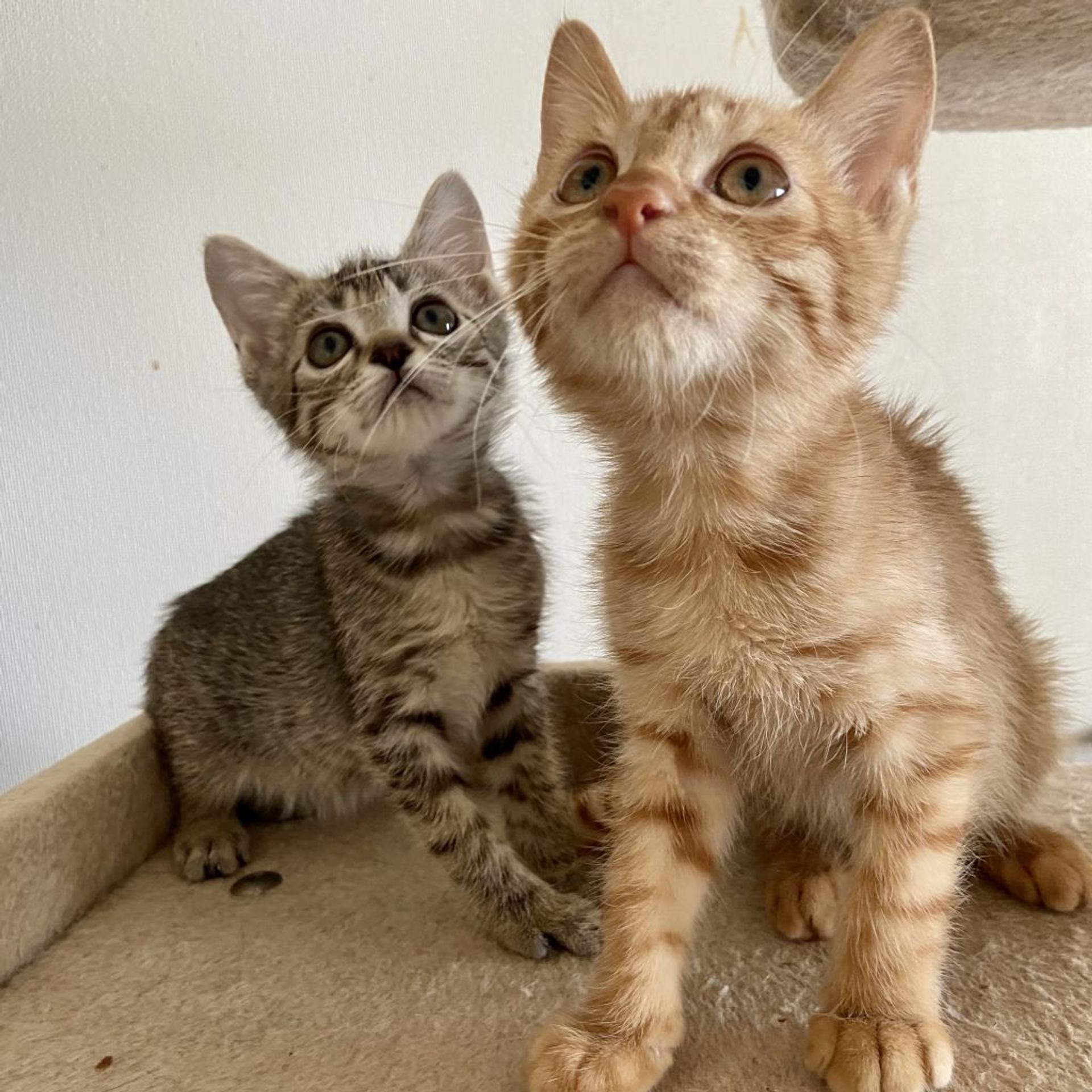 pet-image-6
