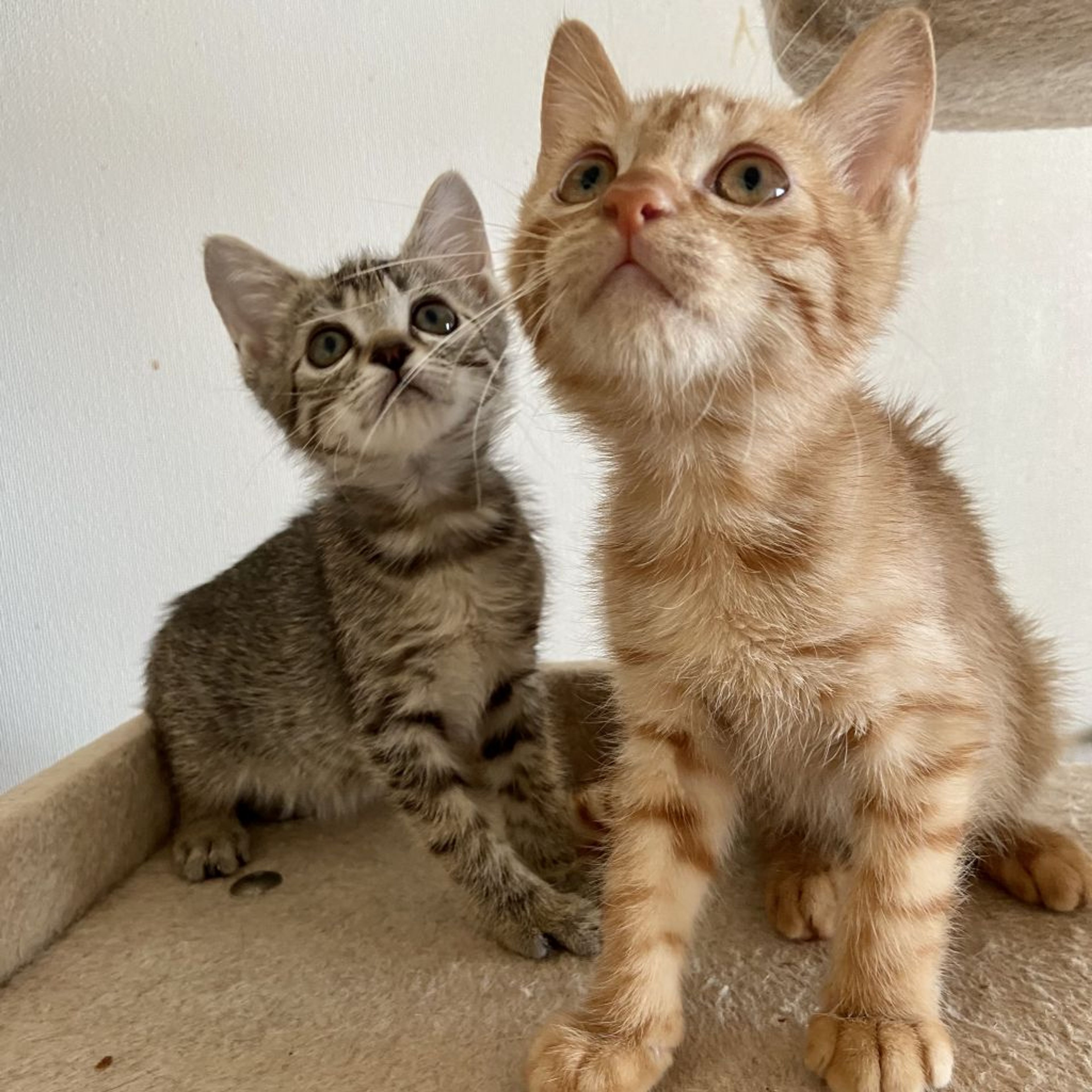 pet-image-6