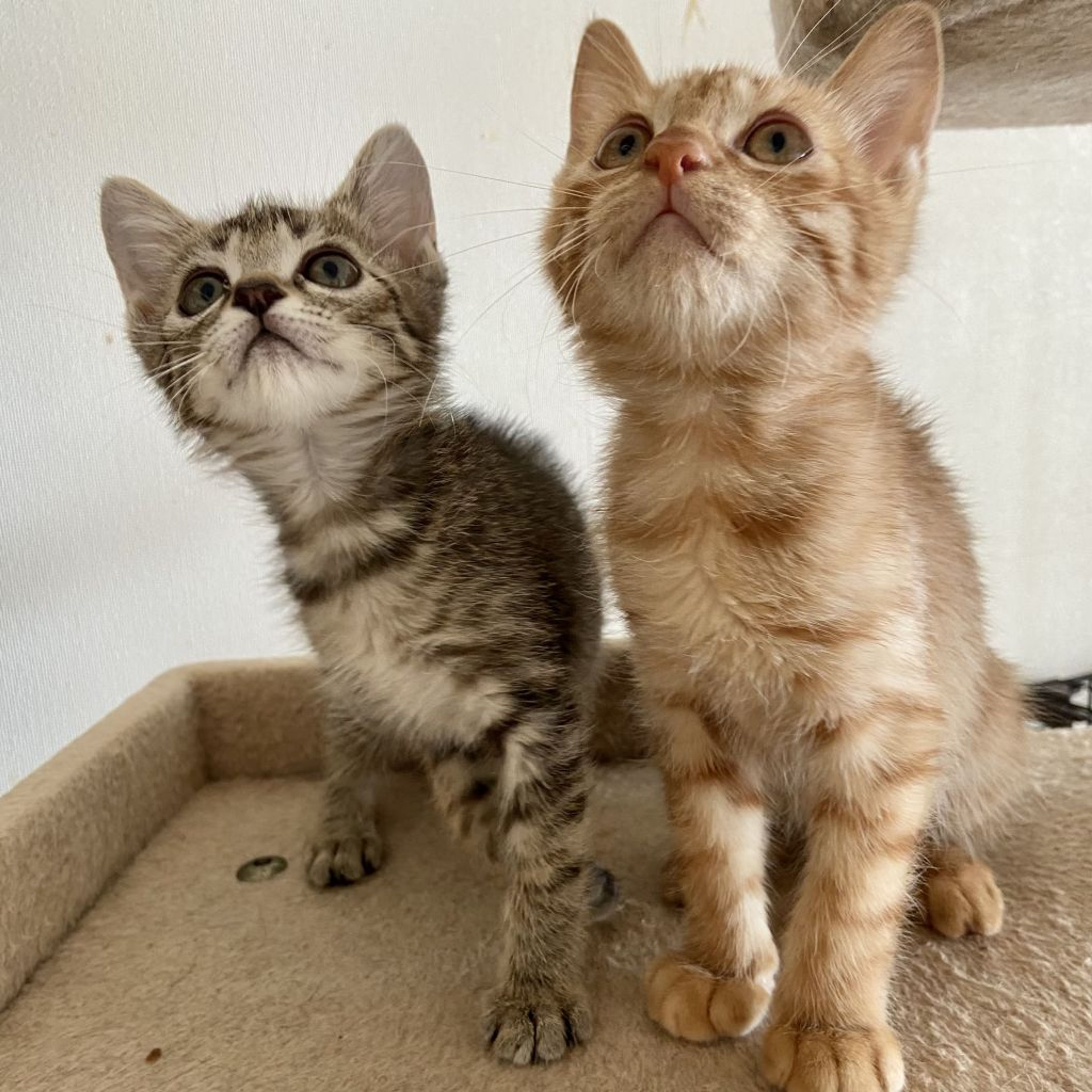 pet-image-8