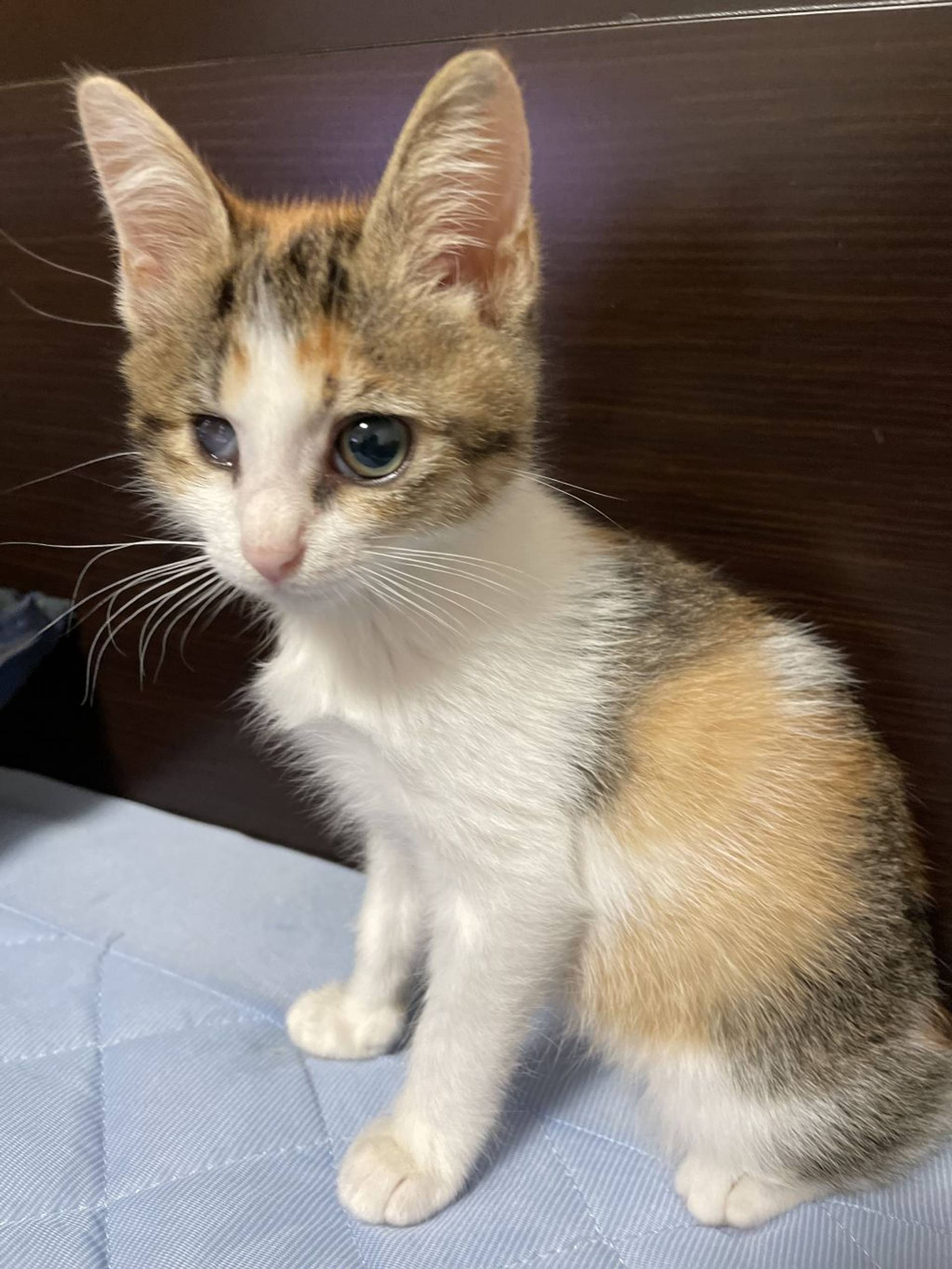 雑種（ミックス猫）・メスの里親募集の写真