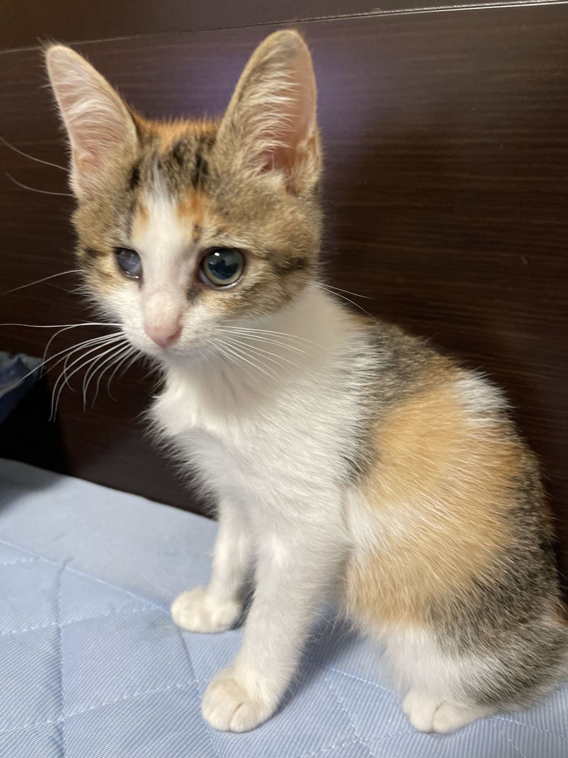 雑種（ミックス猫）・メスの里親募集の写真