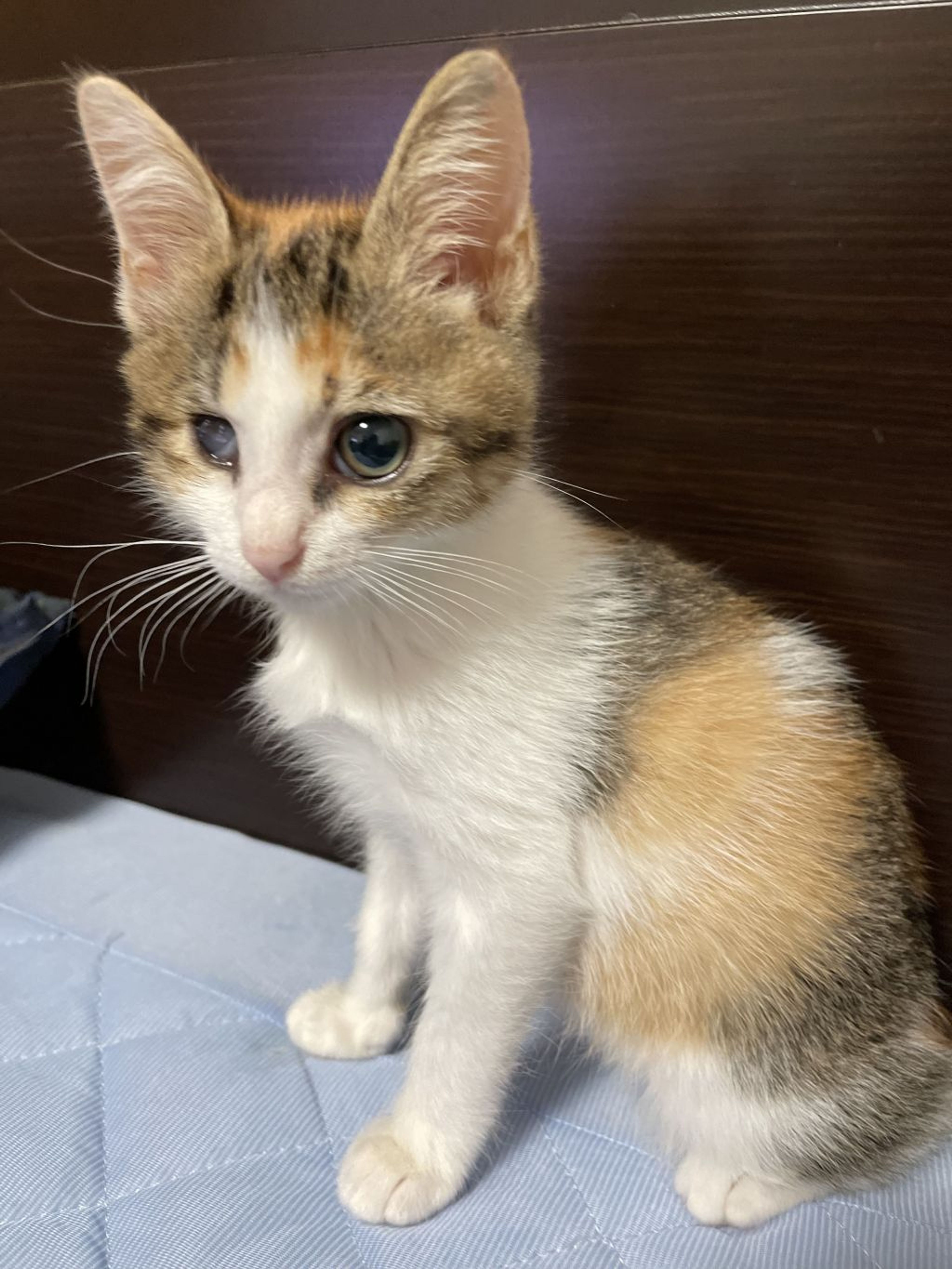 雑種（ミックス猫）・メスの里親募集の写真