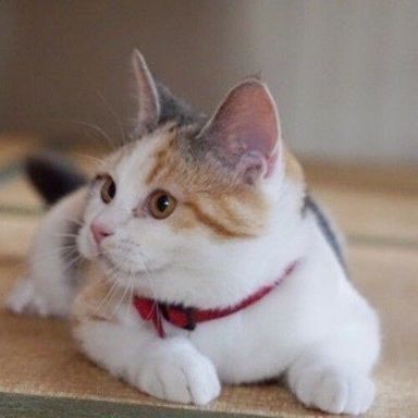 サツキちゃん
