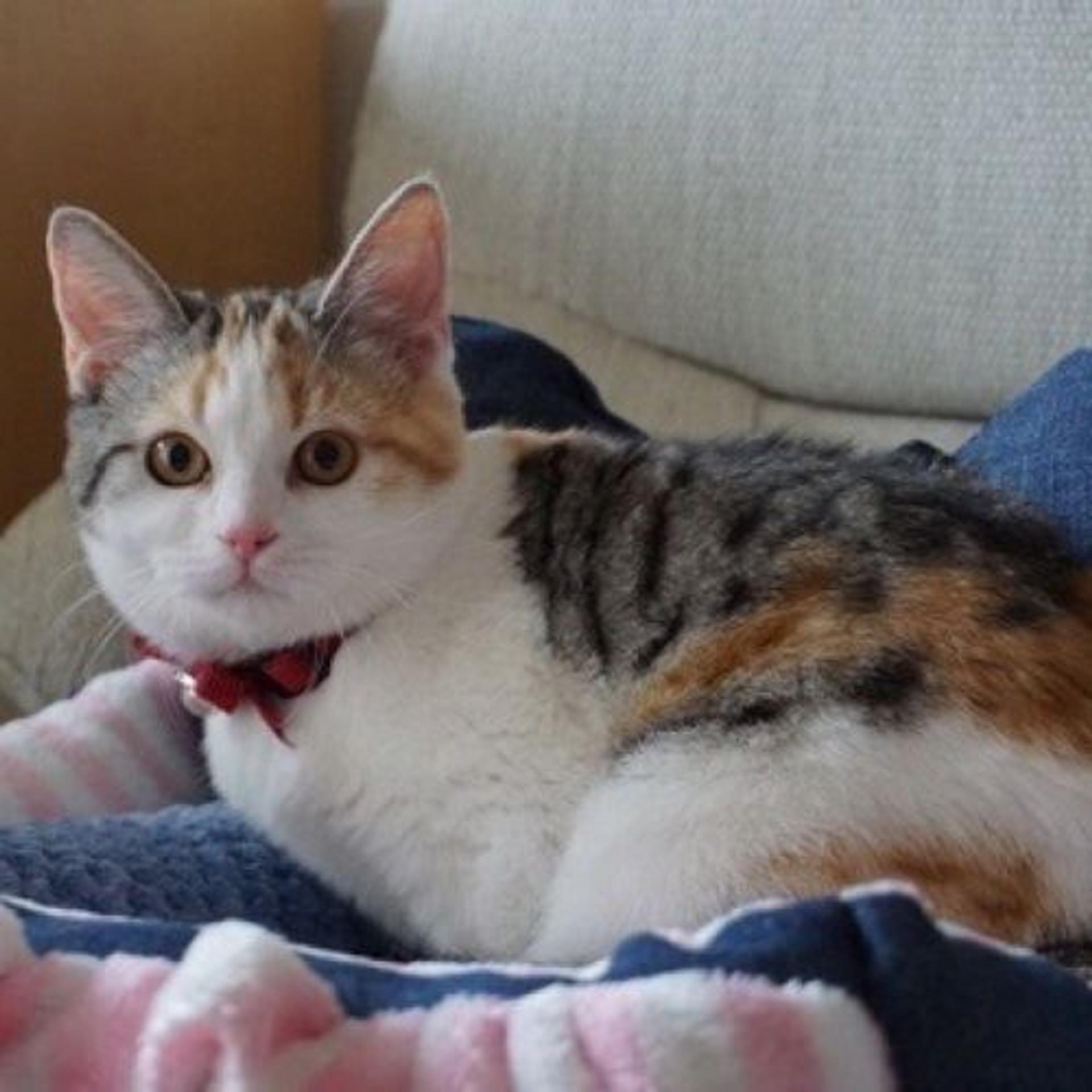pet-image-4