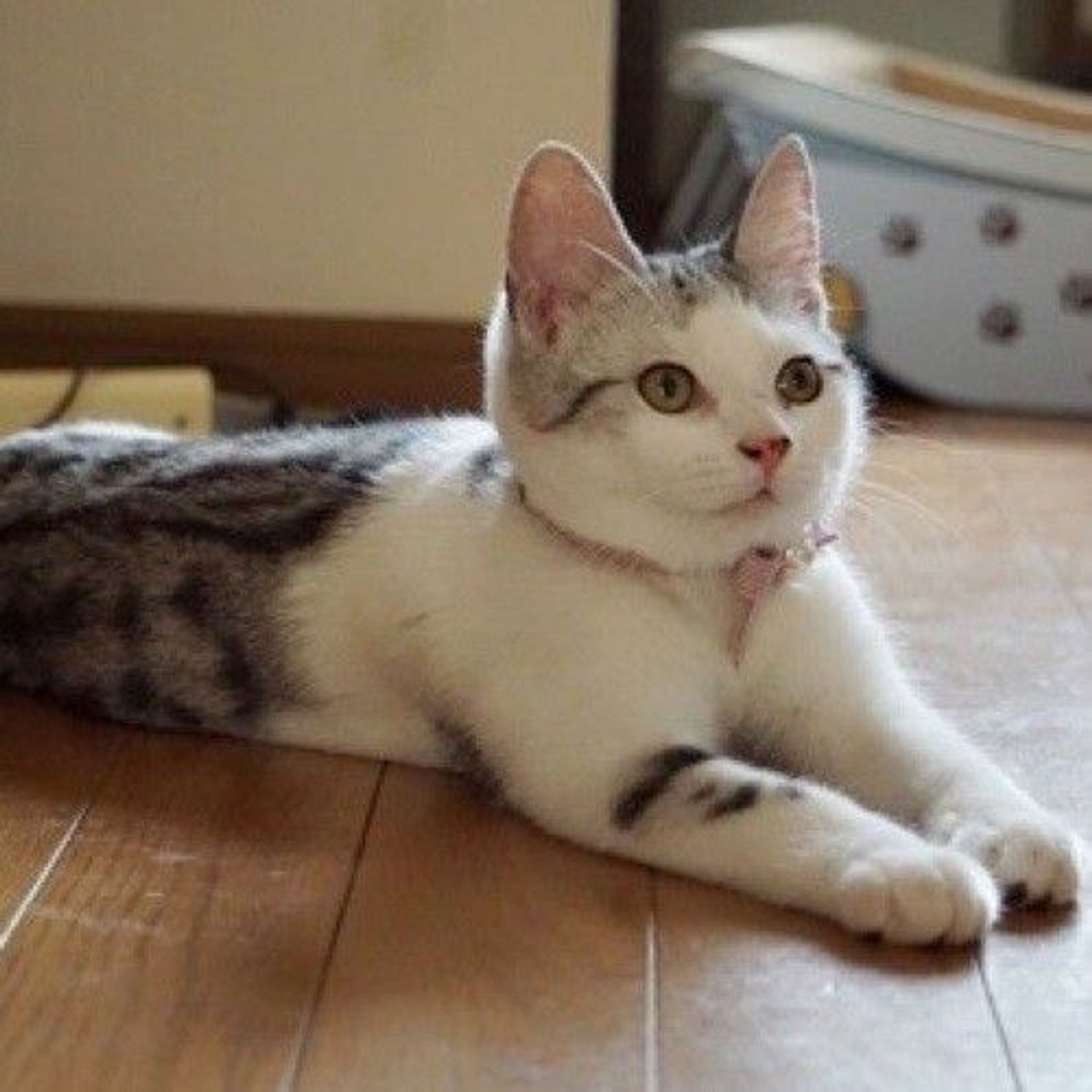雑種（ミックス猫）・オスの里親募集の写真