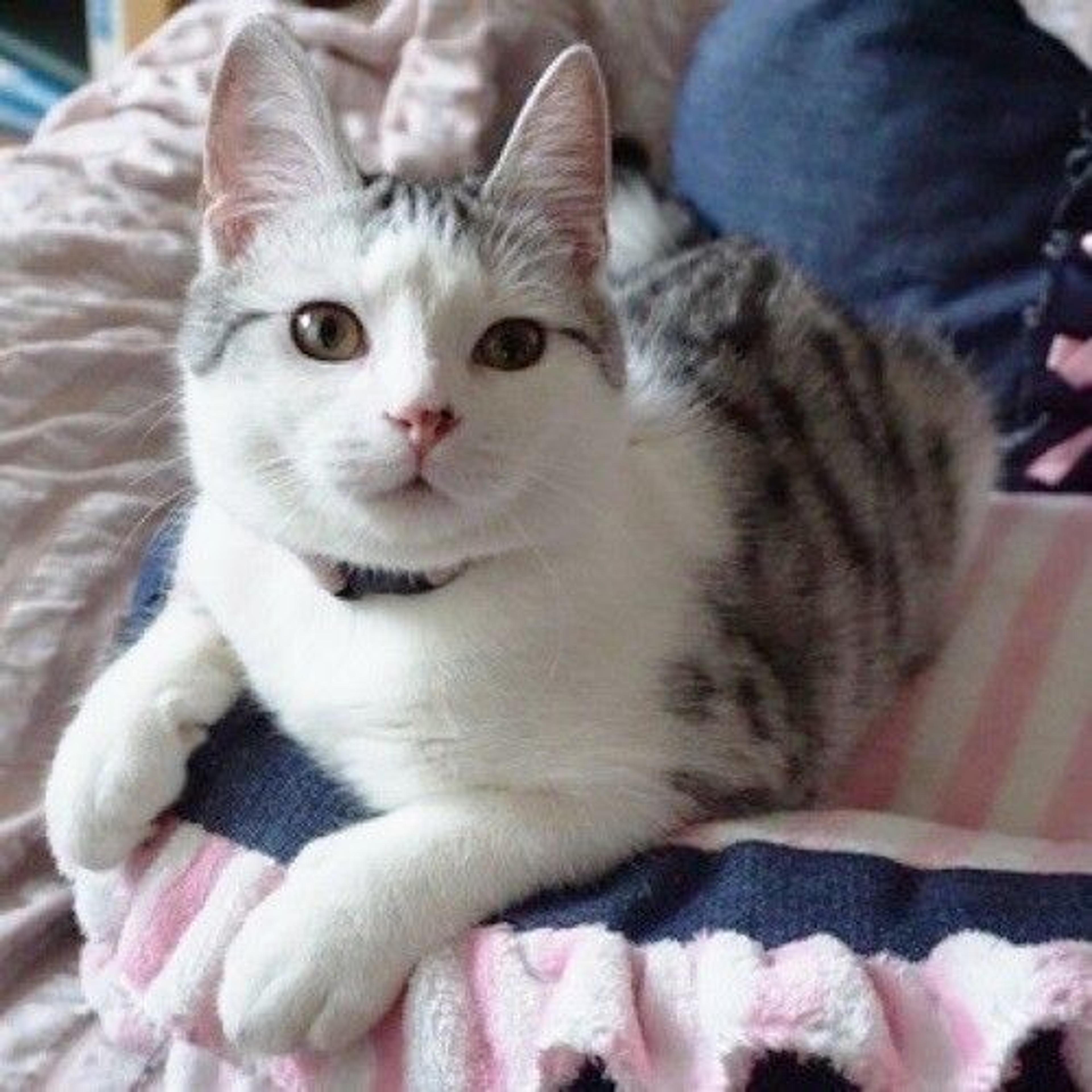 pet-image-3