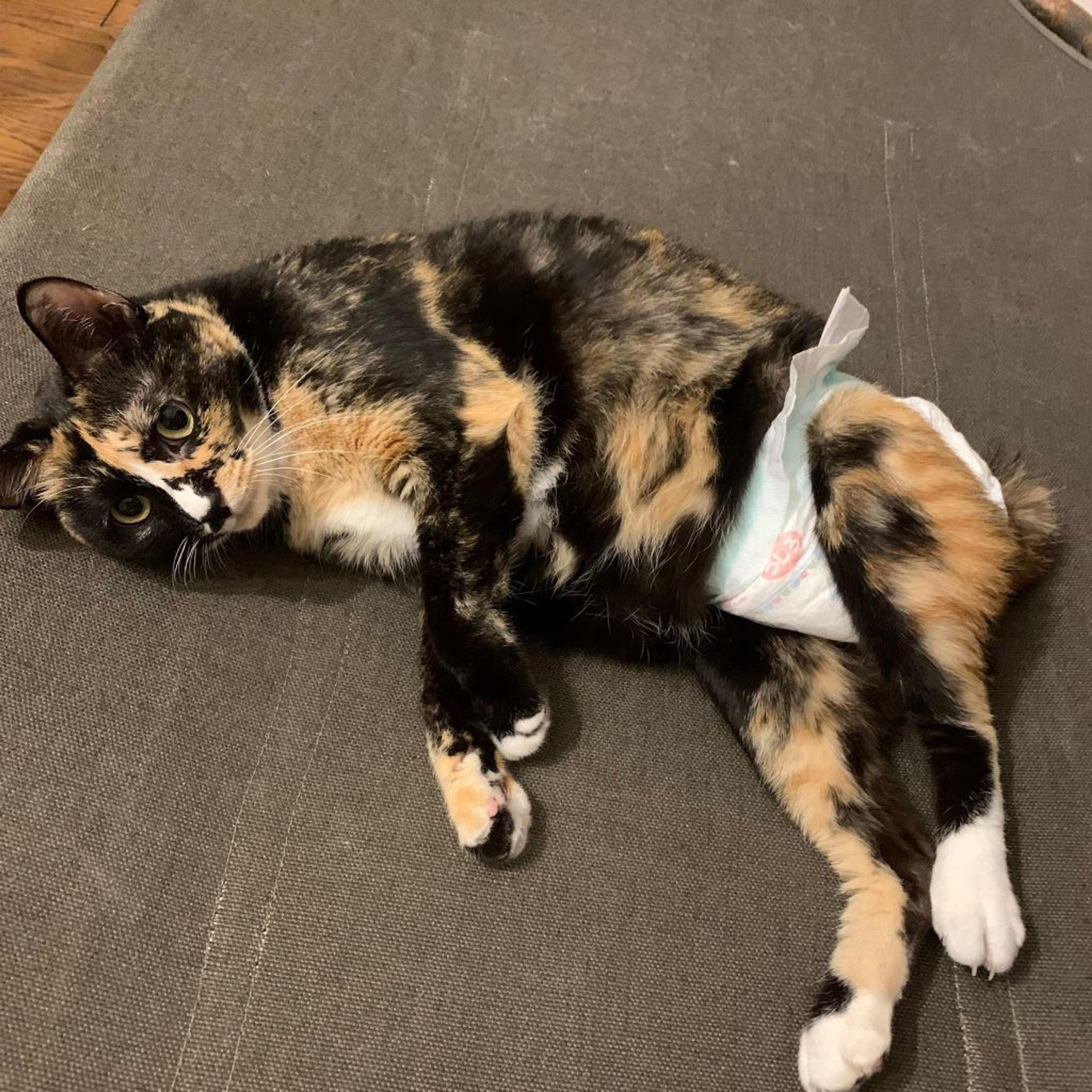 pet-image-2