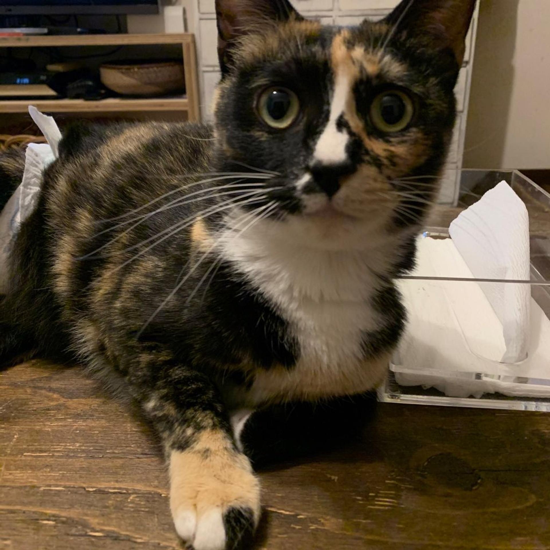 pet-image-3