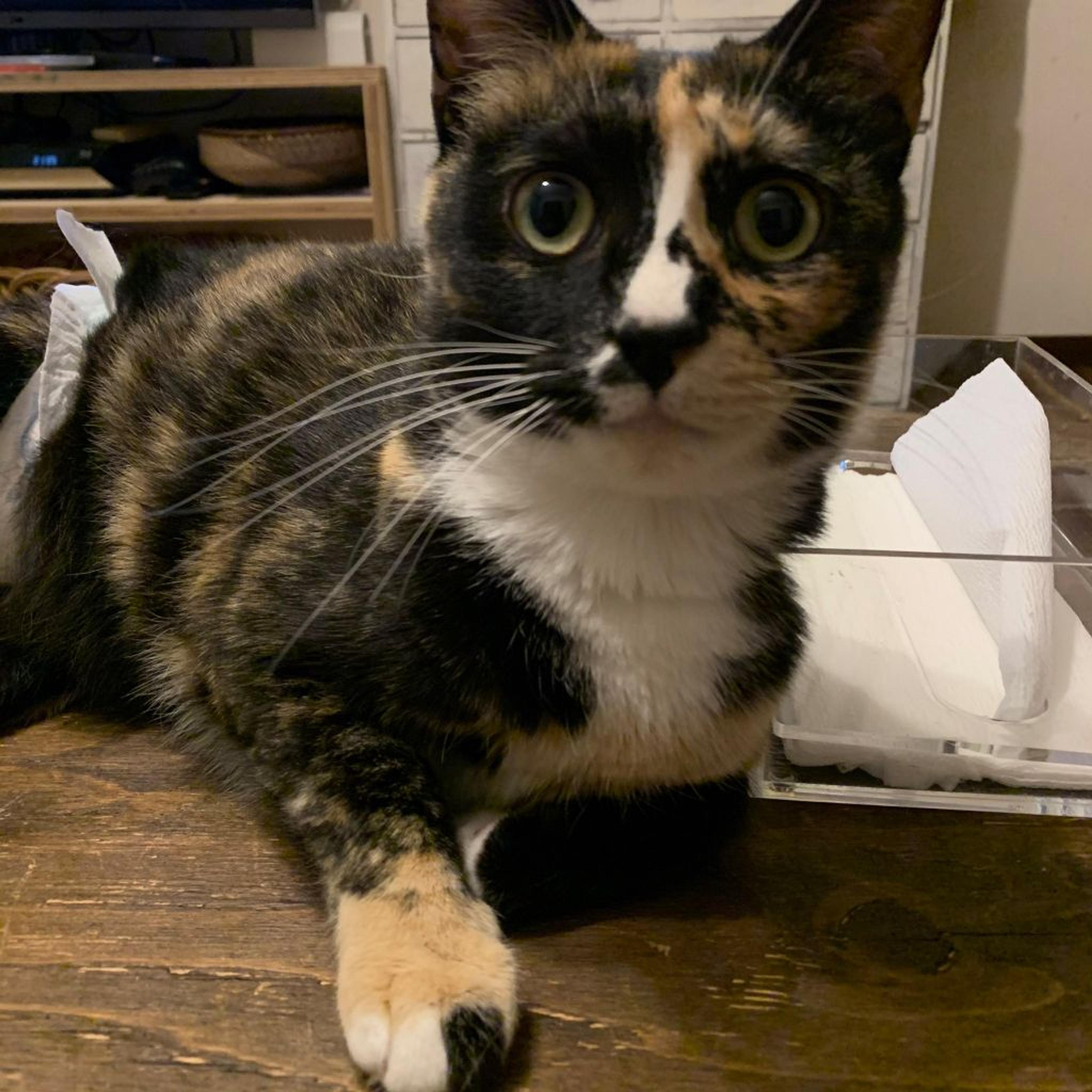pet-image-3