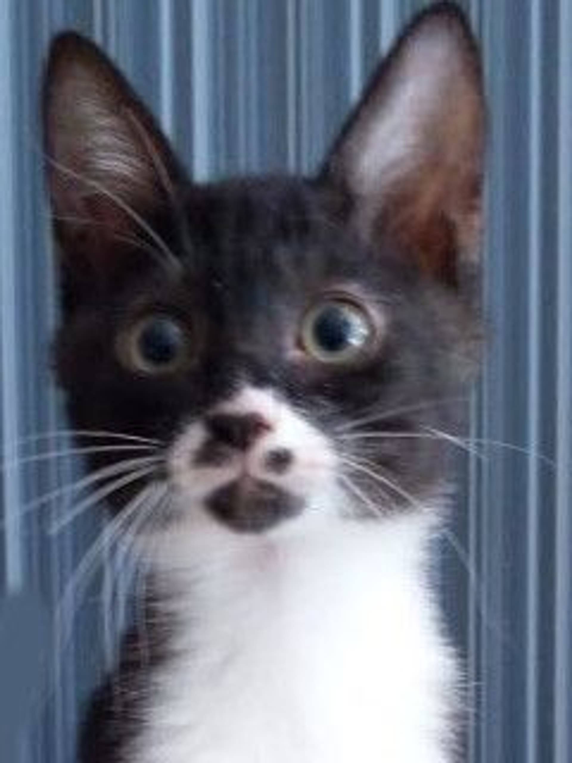 雑種（ミックス猫）・オスの里親募集の写真