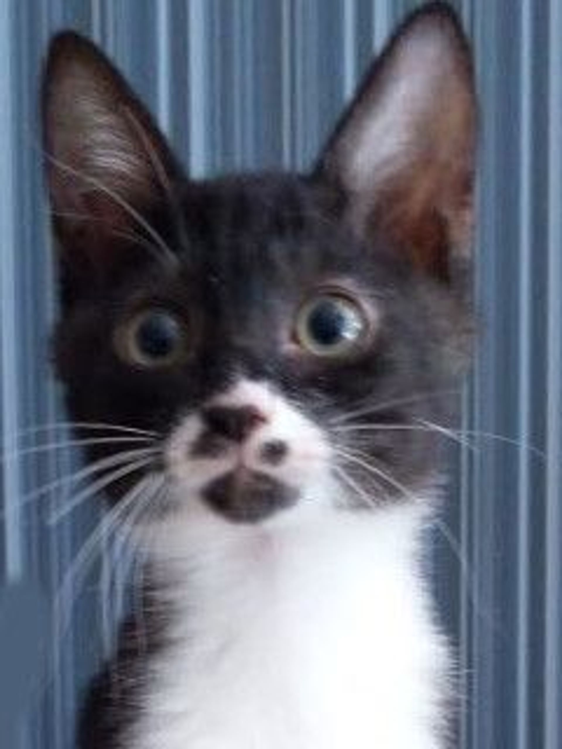 雑種（ミックス猫）・オスの里親募集の写真