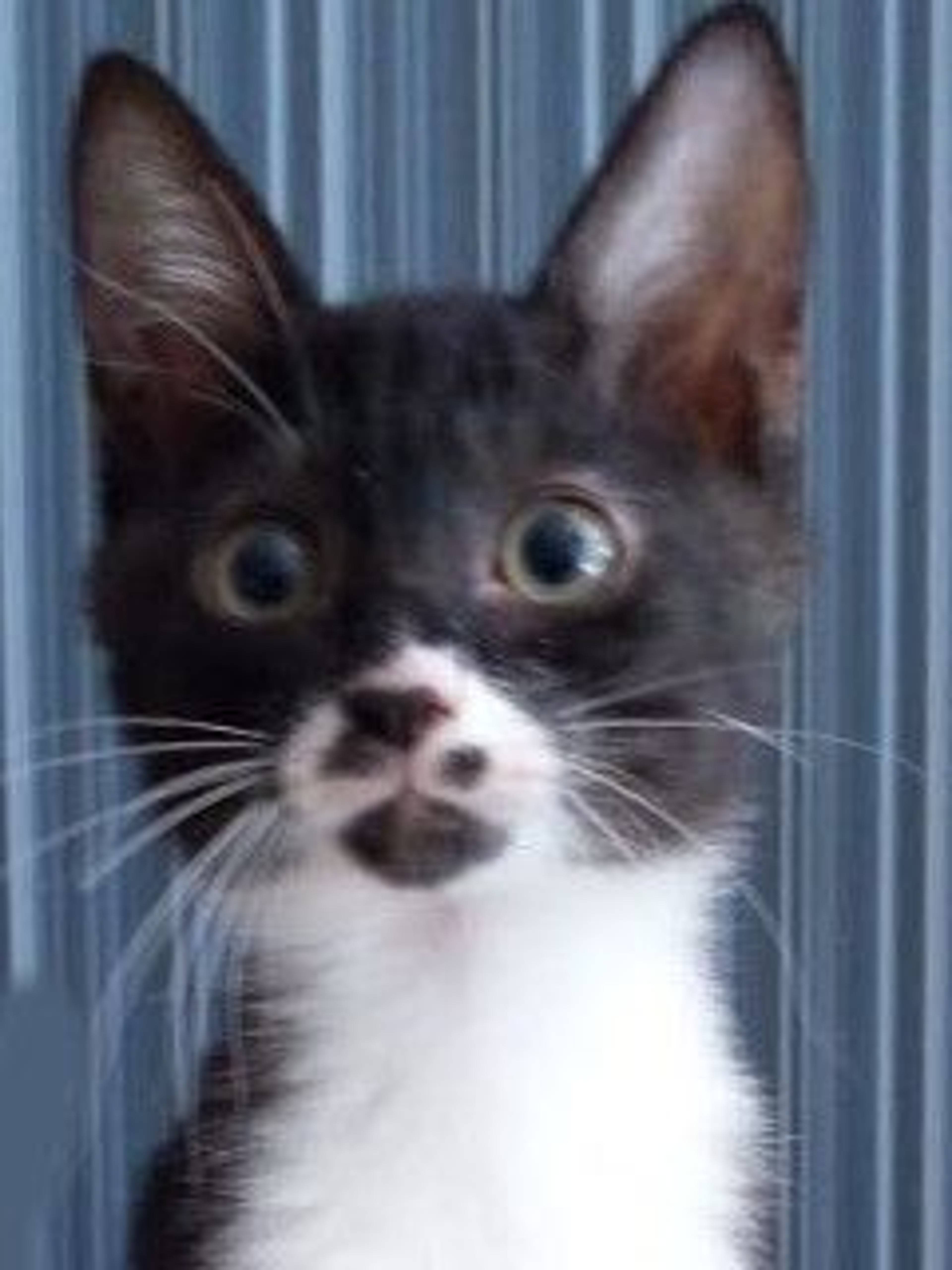 雑種（ミックス猫）・オスの里親募集の写真