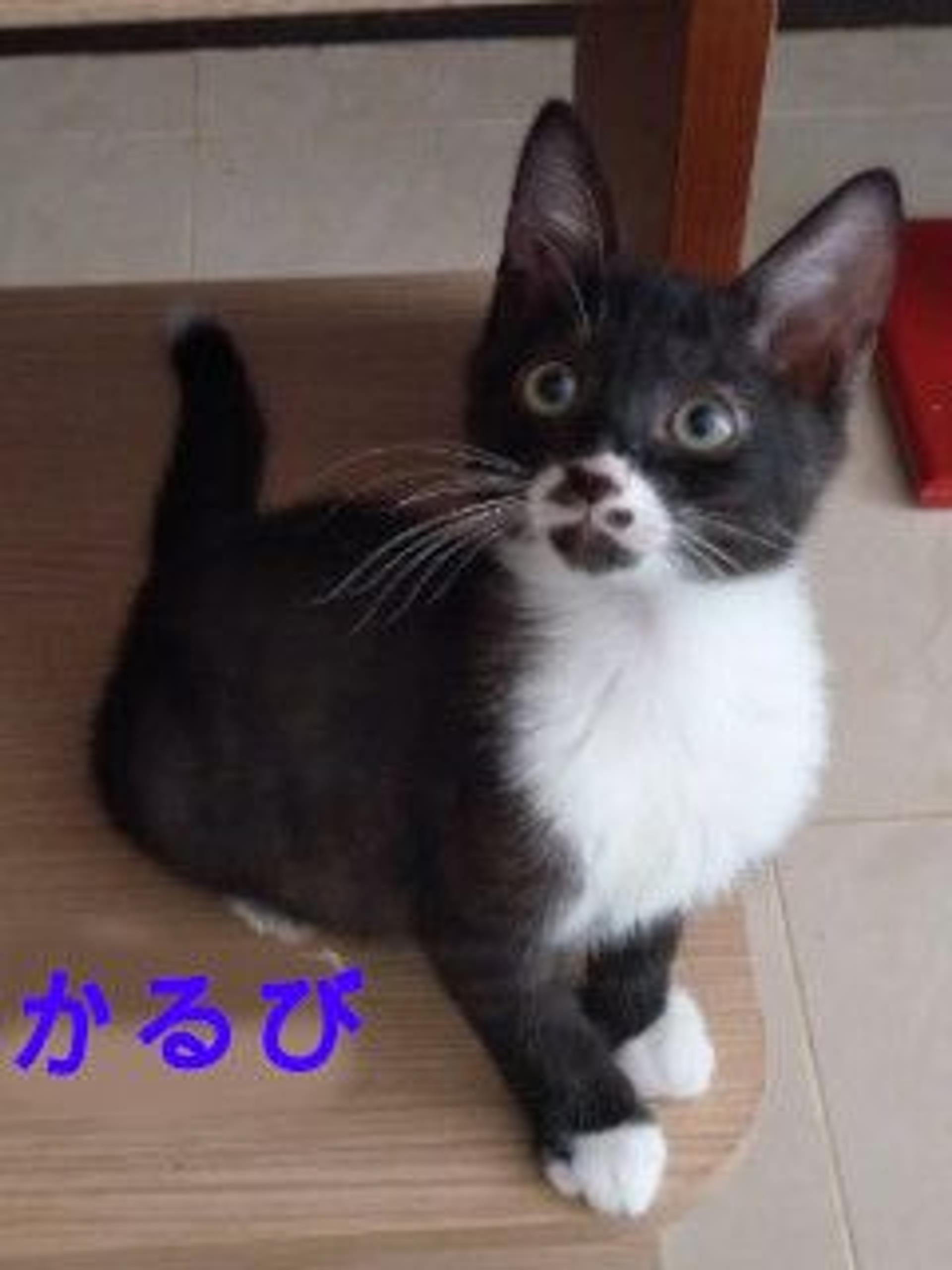 pet-image-3