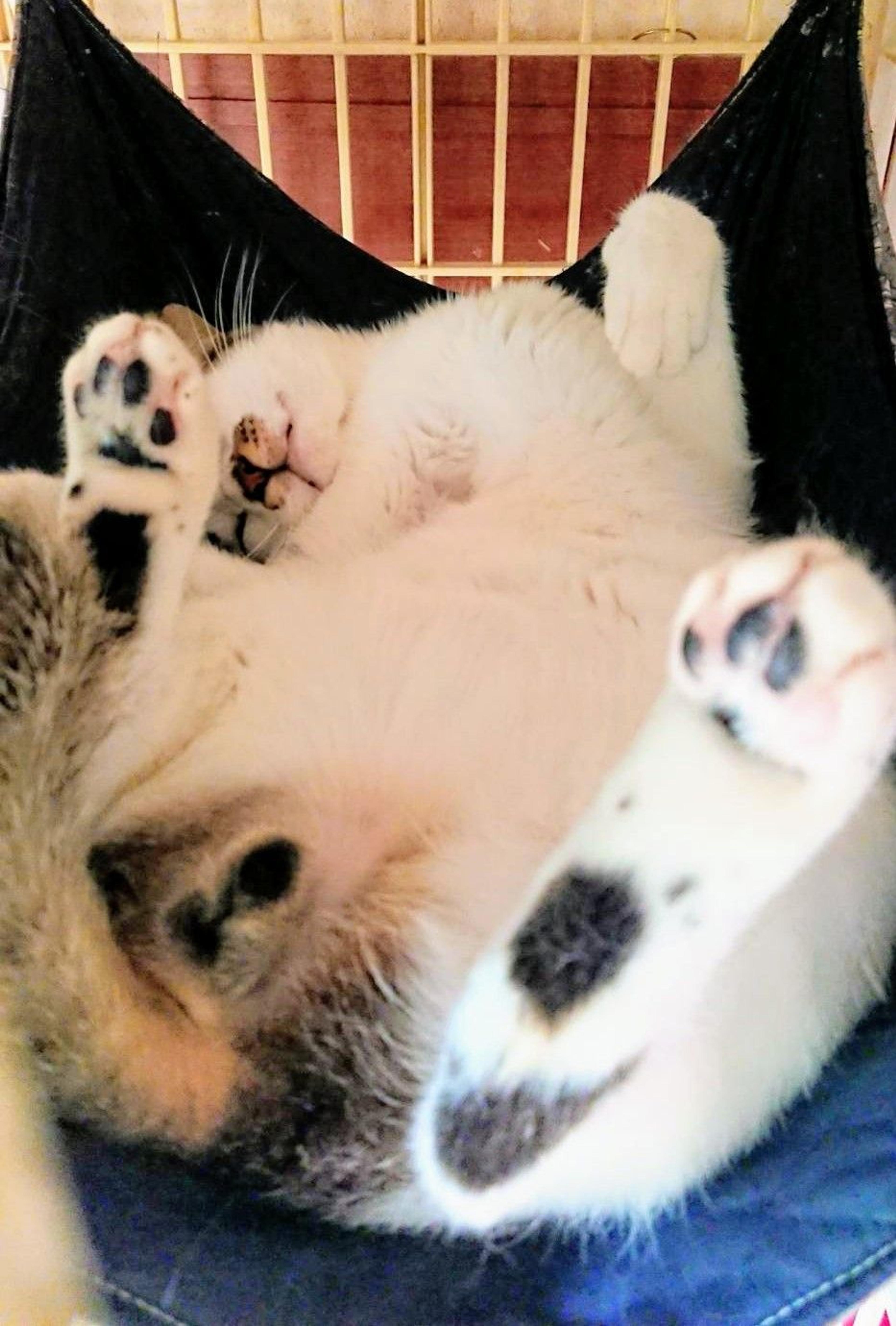 pet-image-2