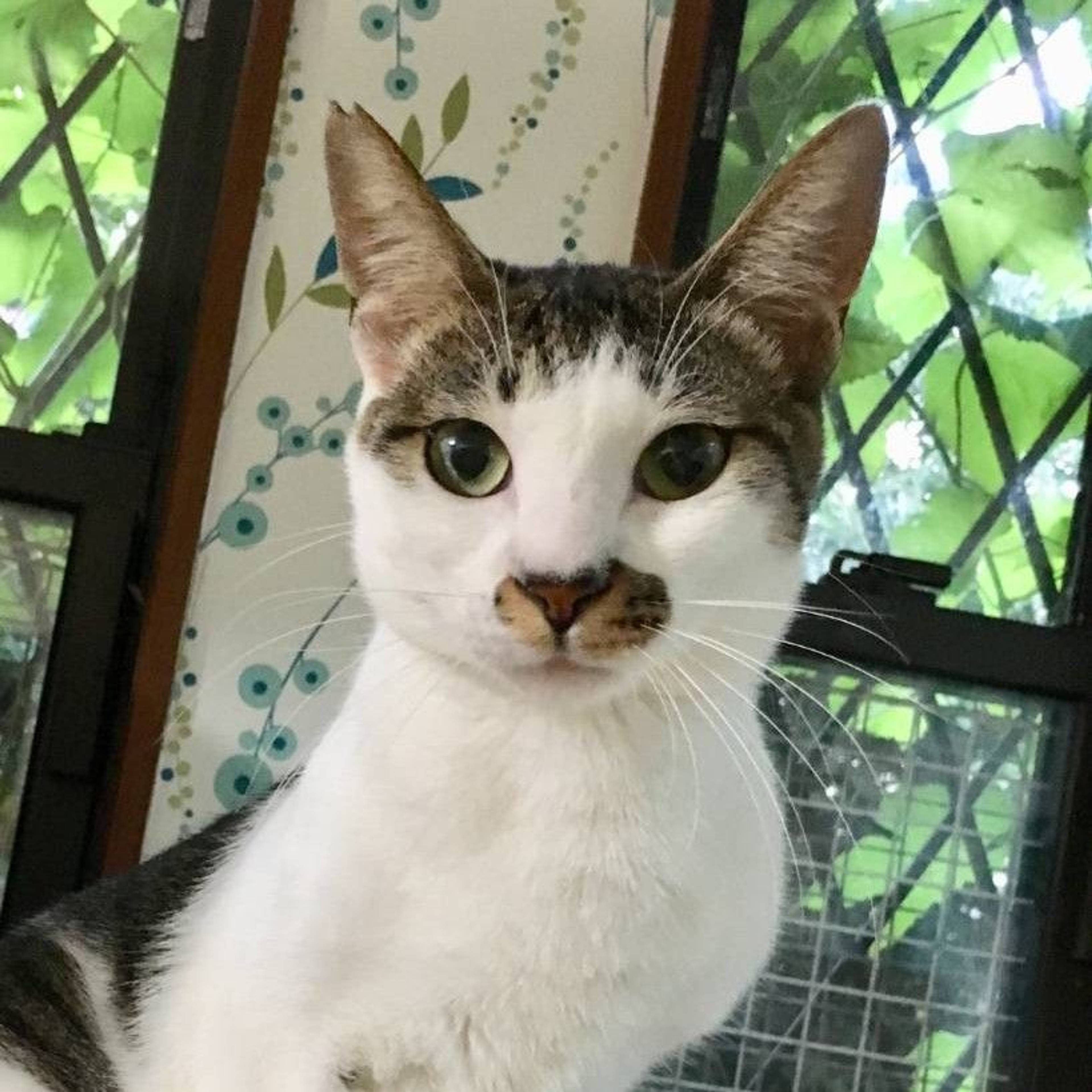 雑種（ミックス猫）・オスの里親募集の写真