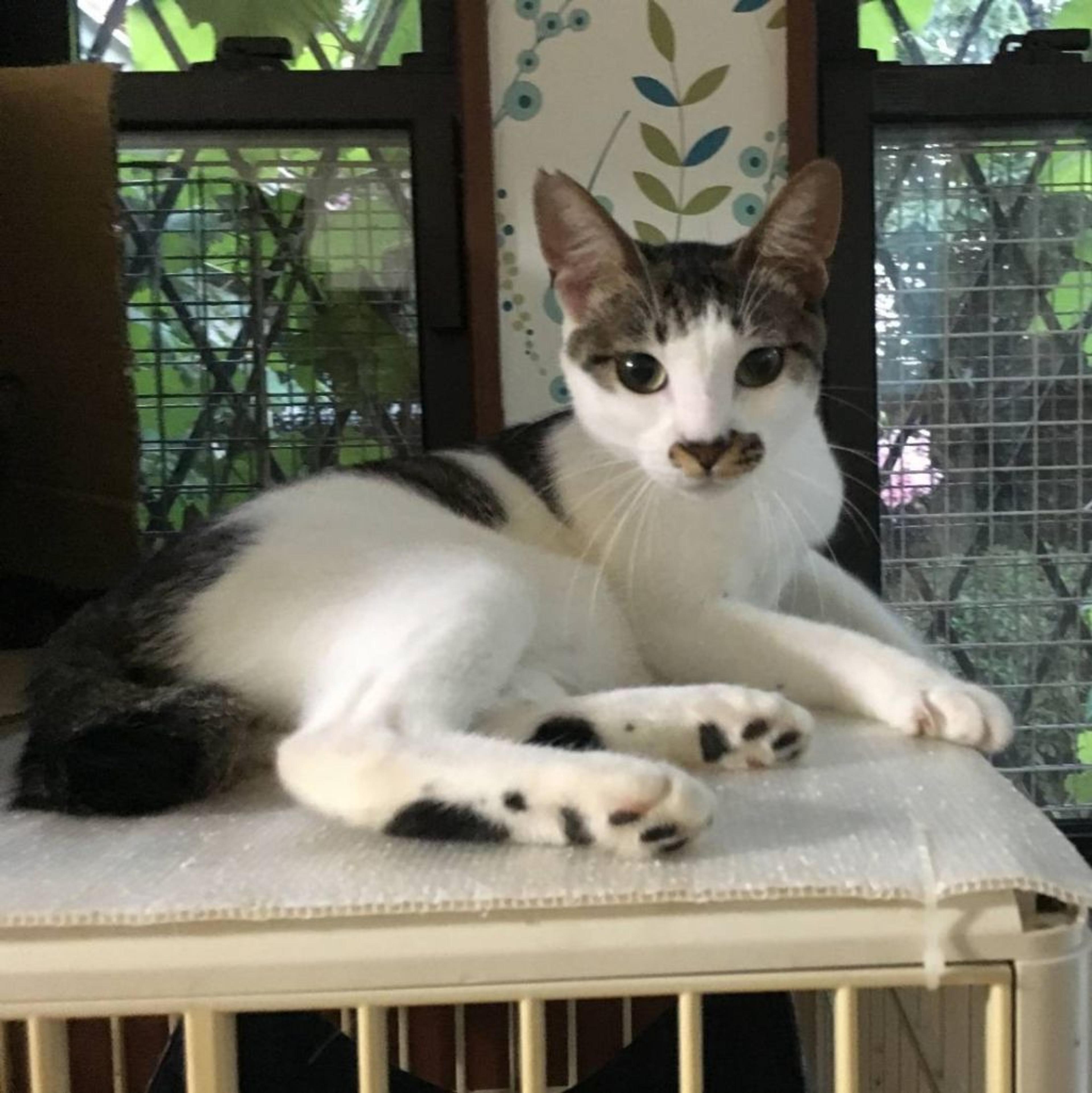 pet-image-3