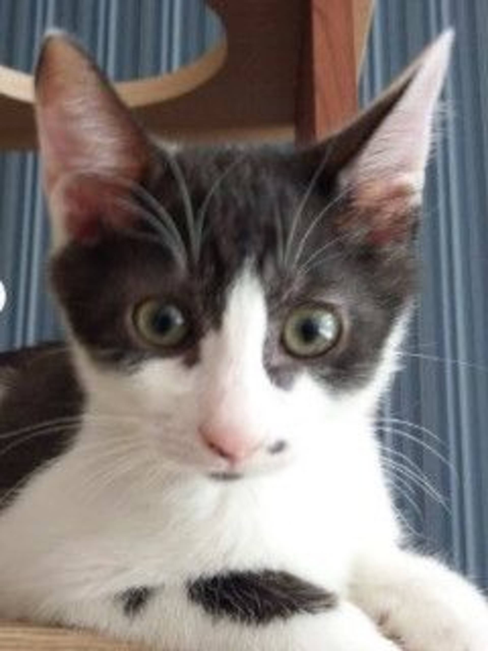 雑種（ミックス猫）・オスの里親募集の写真