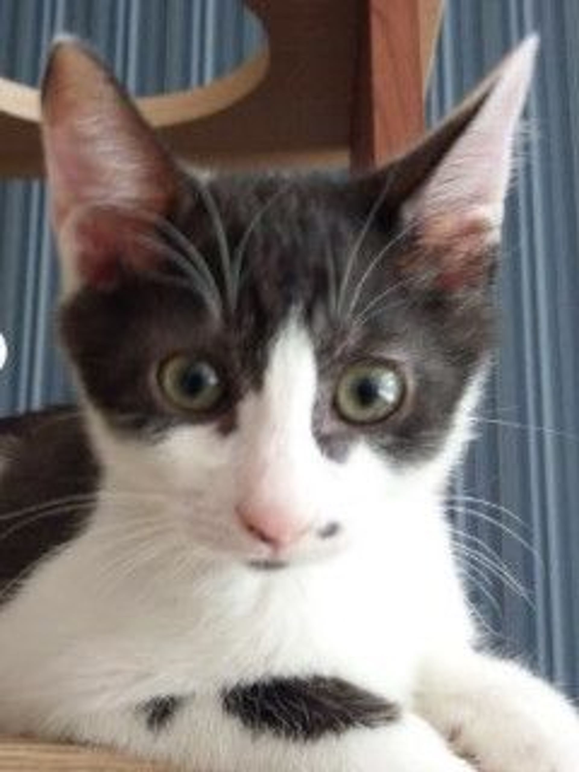 雑種（ミックス猫）・オスの里親募集の写真
