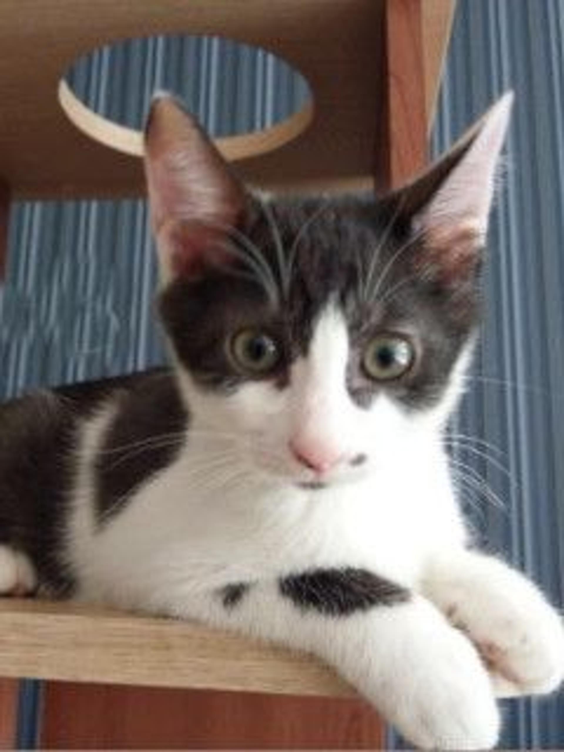 pet-image-2