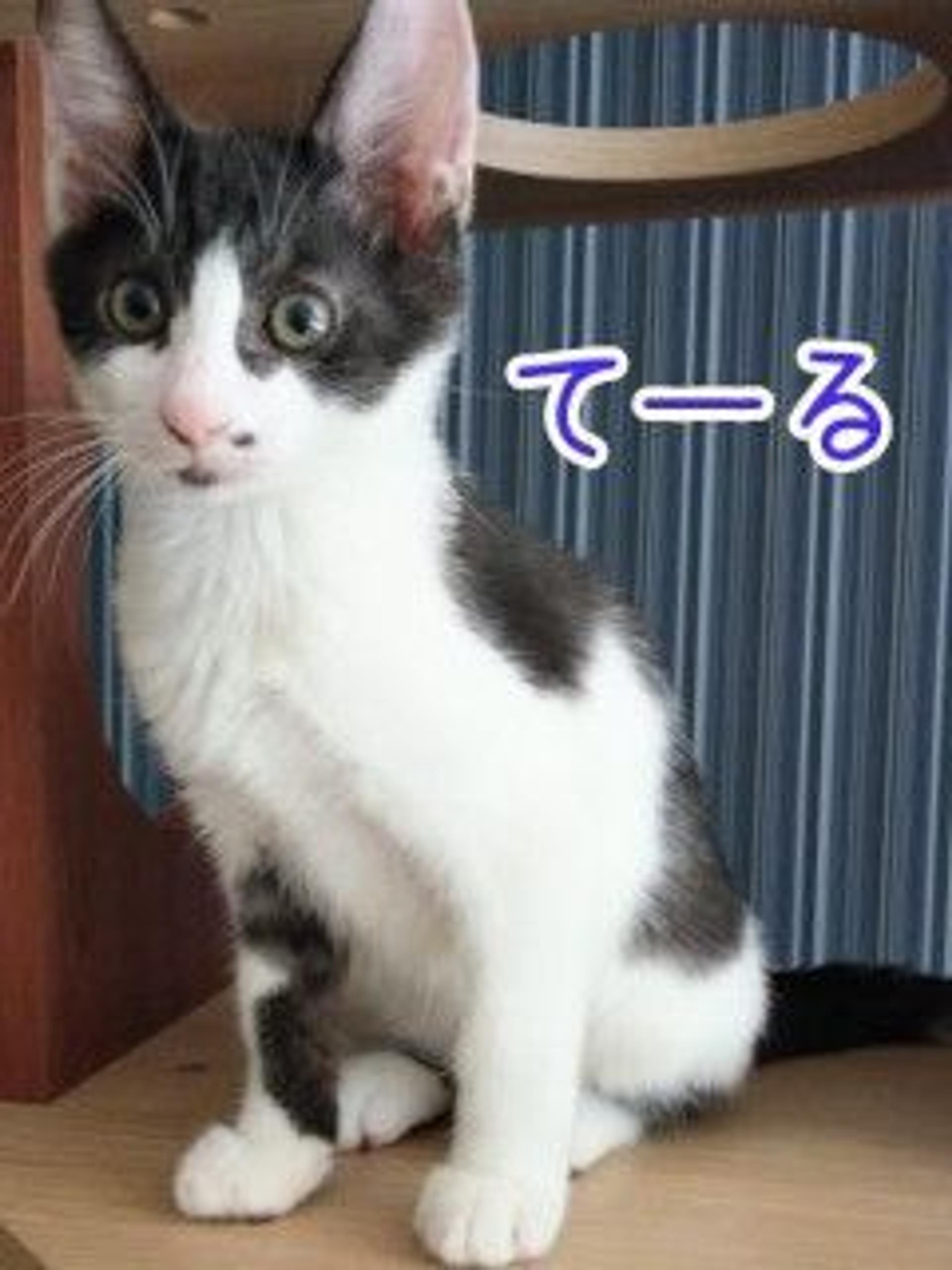 pet-image-3