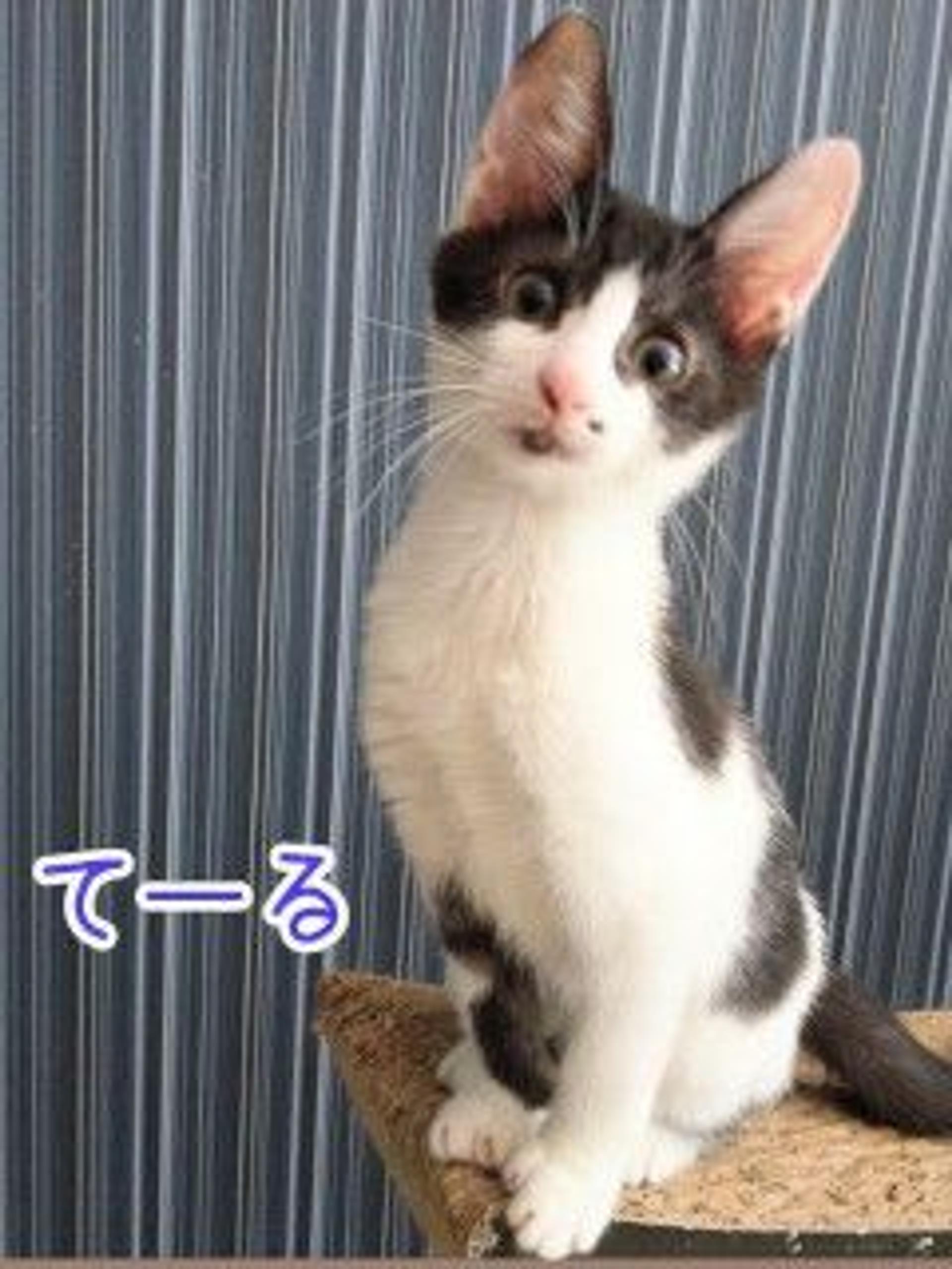 pet-image-4