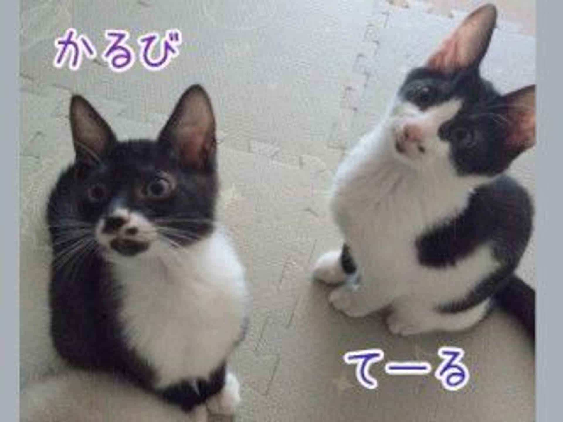 pet-image-6