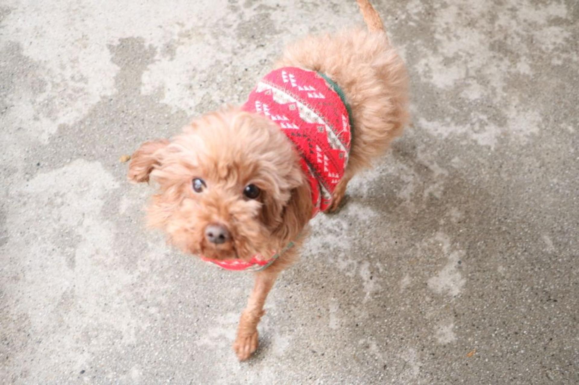 pet-image-3