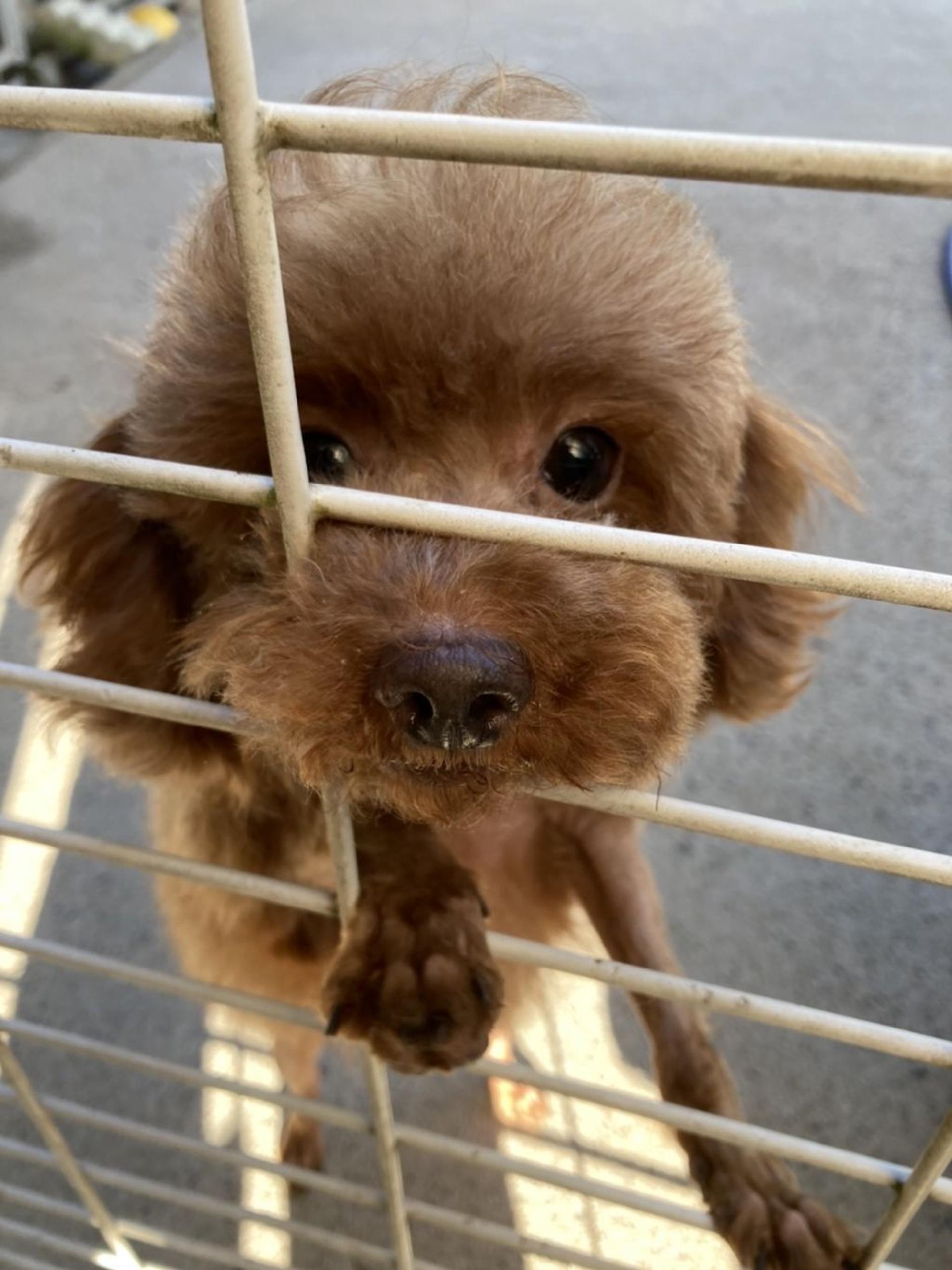 pet-image-4