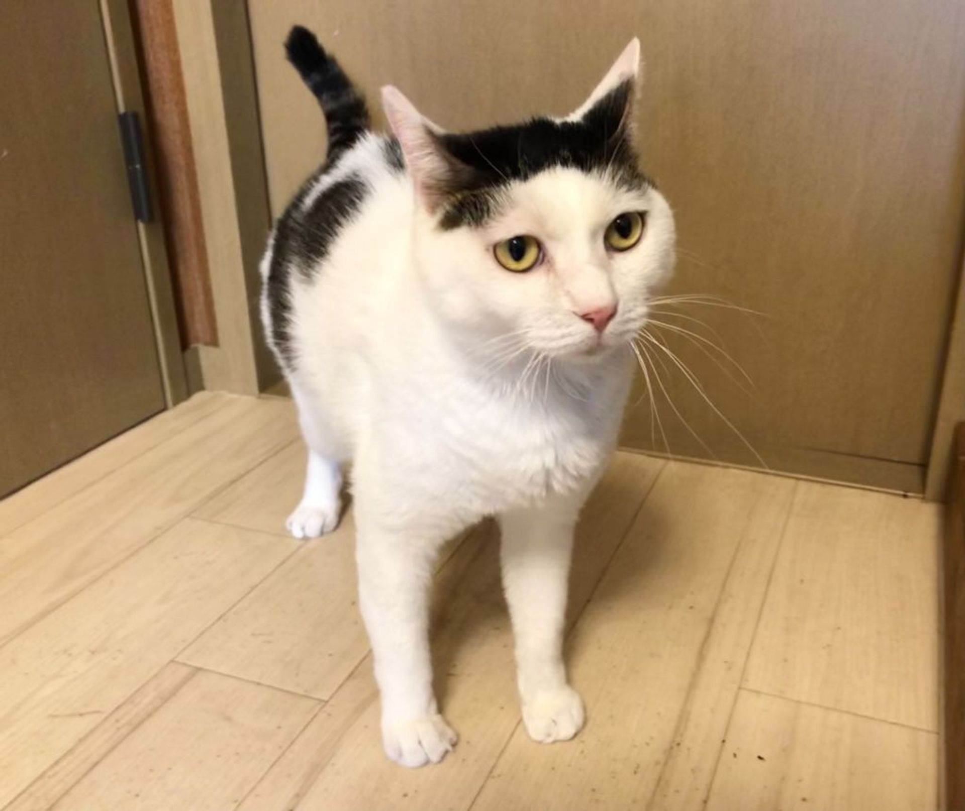 雑種（ミックス猫）・オスの里親募集の写真
