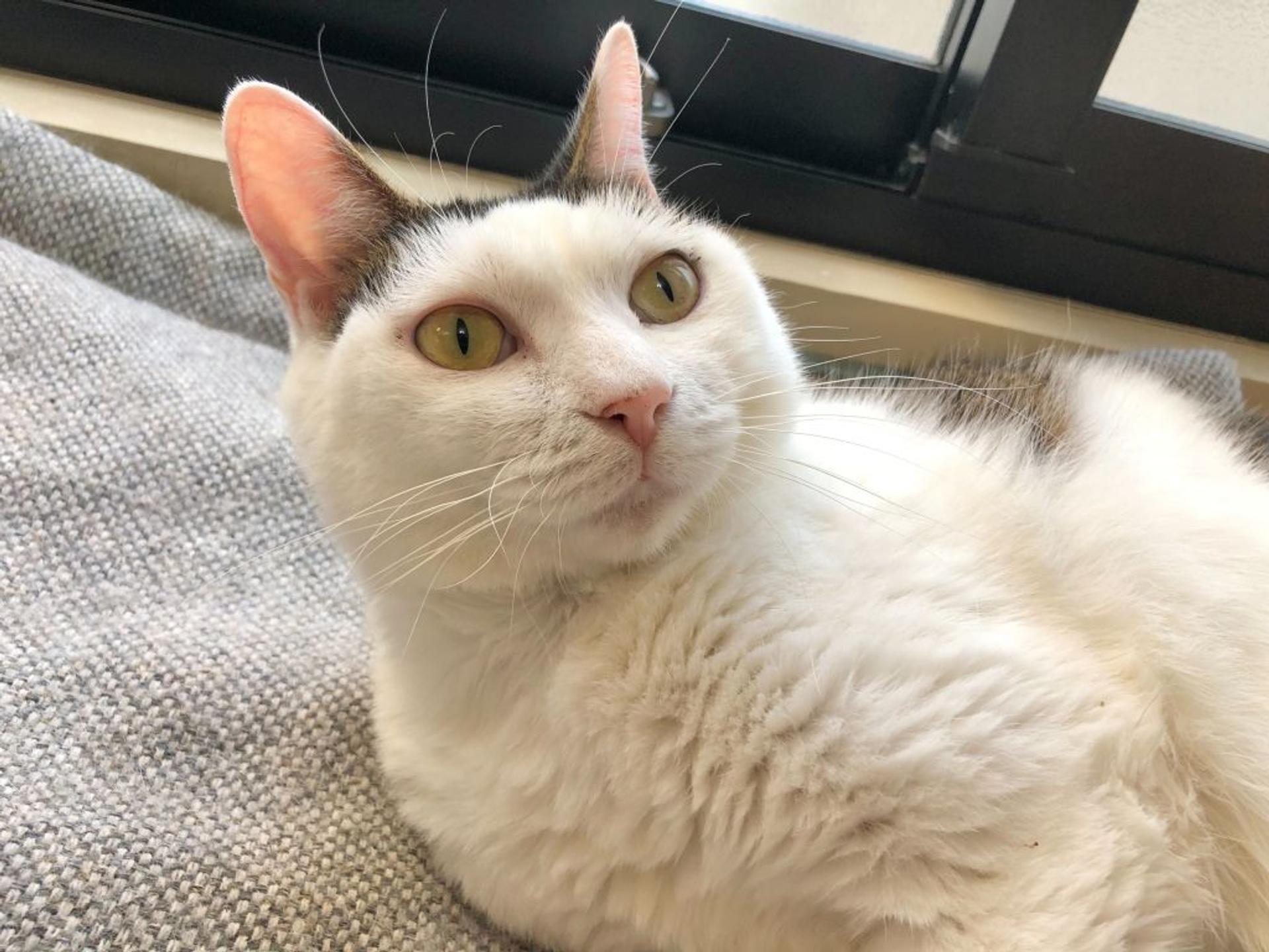 pet-image-2