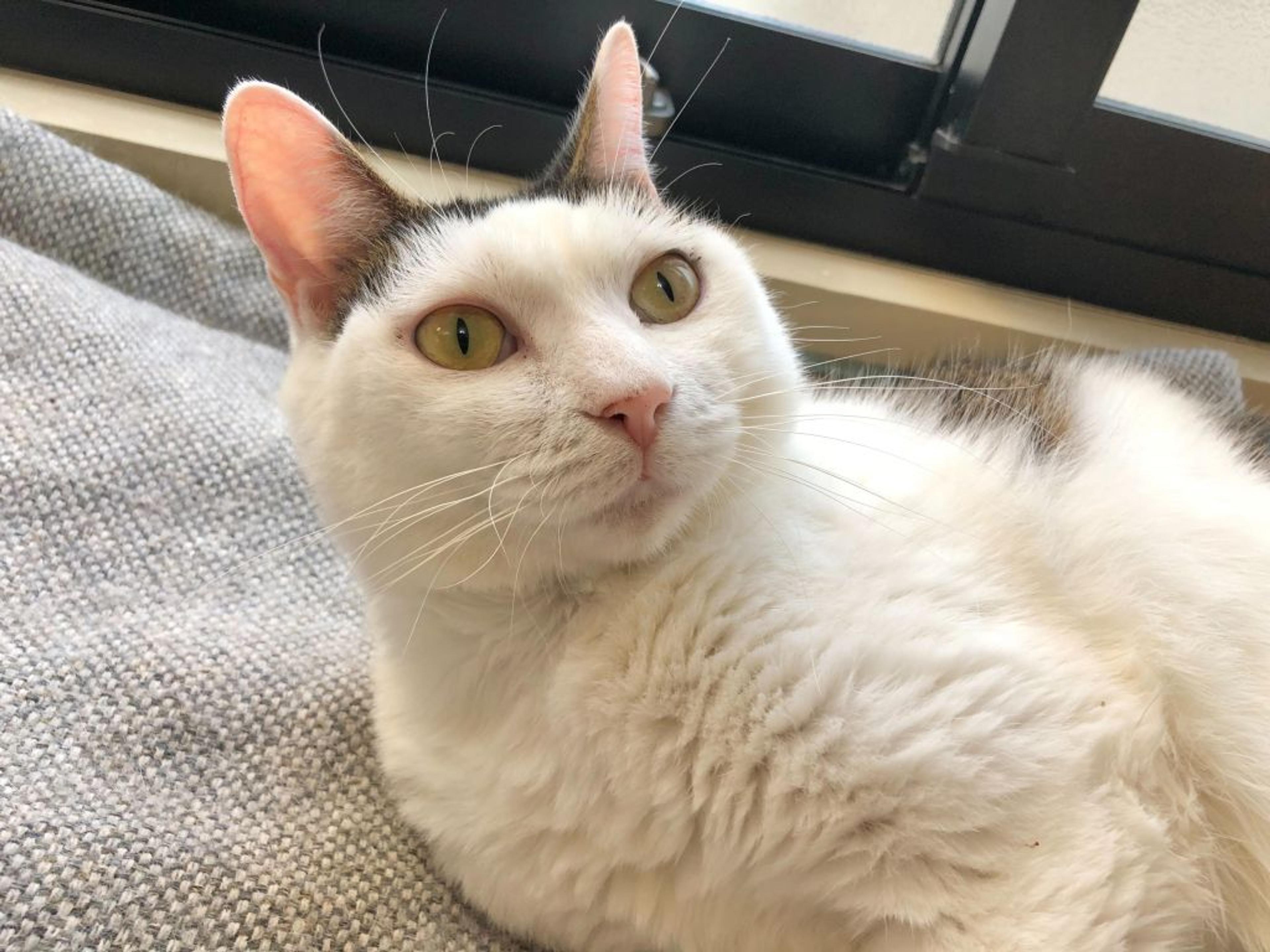 pet-image-2