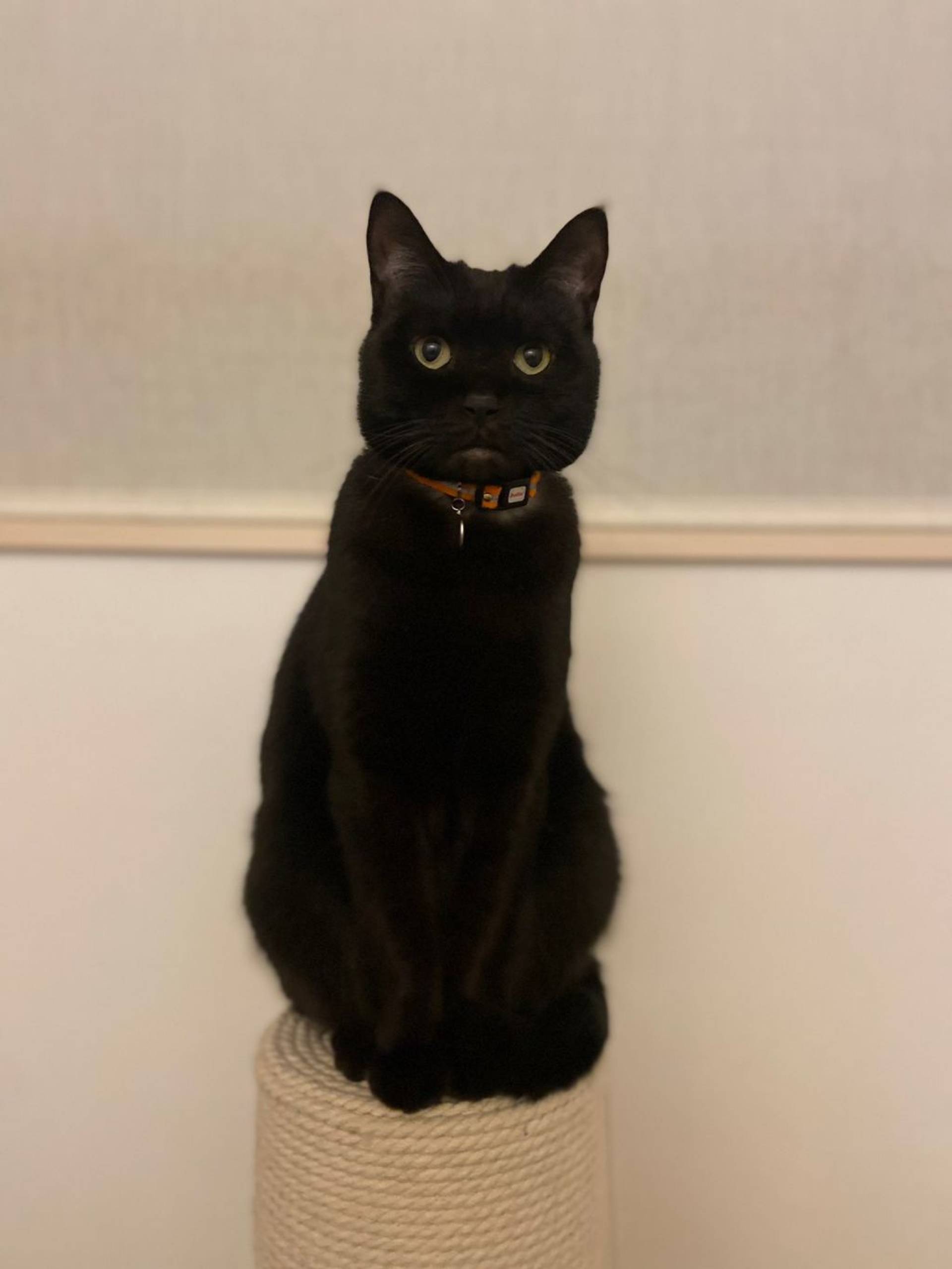 雑種（ミックス猫）・オスの里親募集の写真