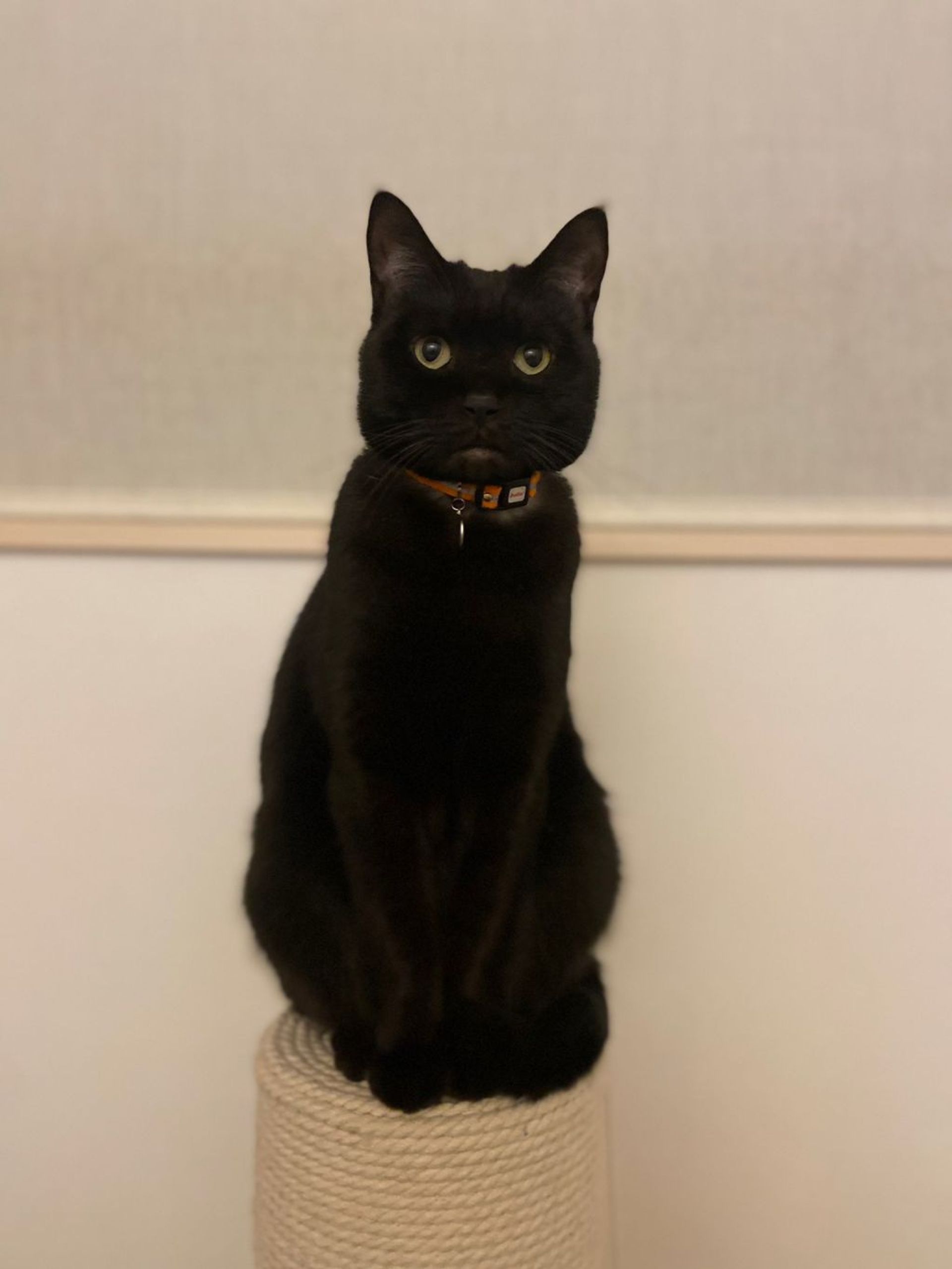 雑種（ミックス猫）・オスの里親募集の写真