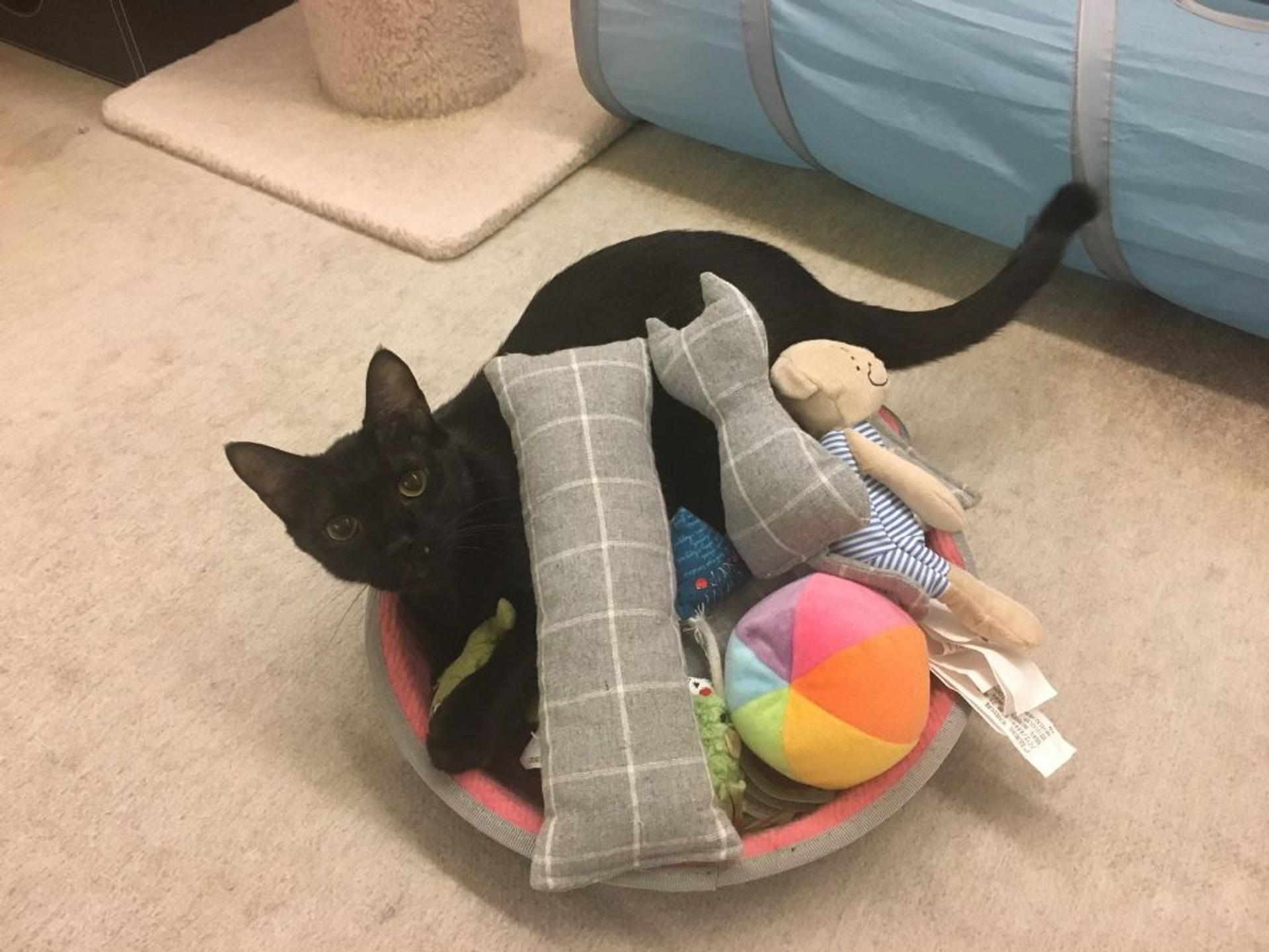 pet-image-2