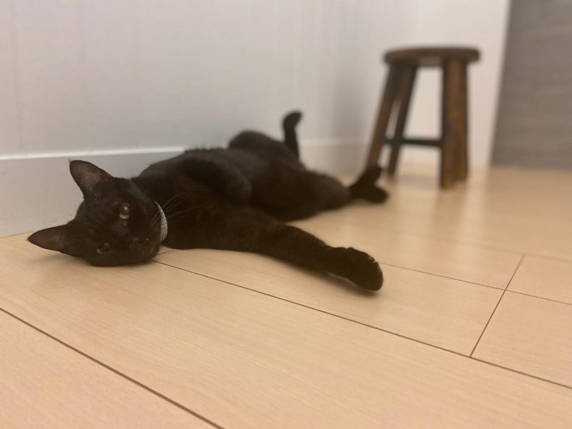 pet-image-4