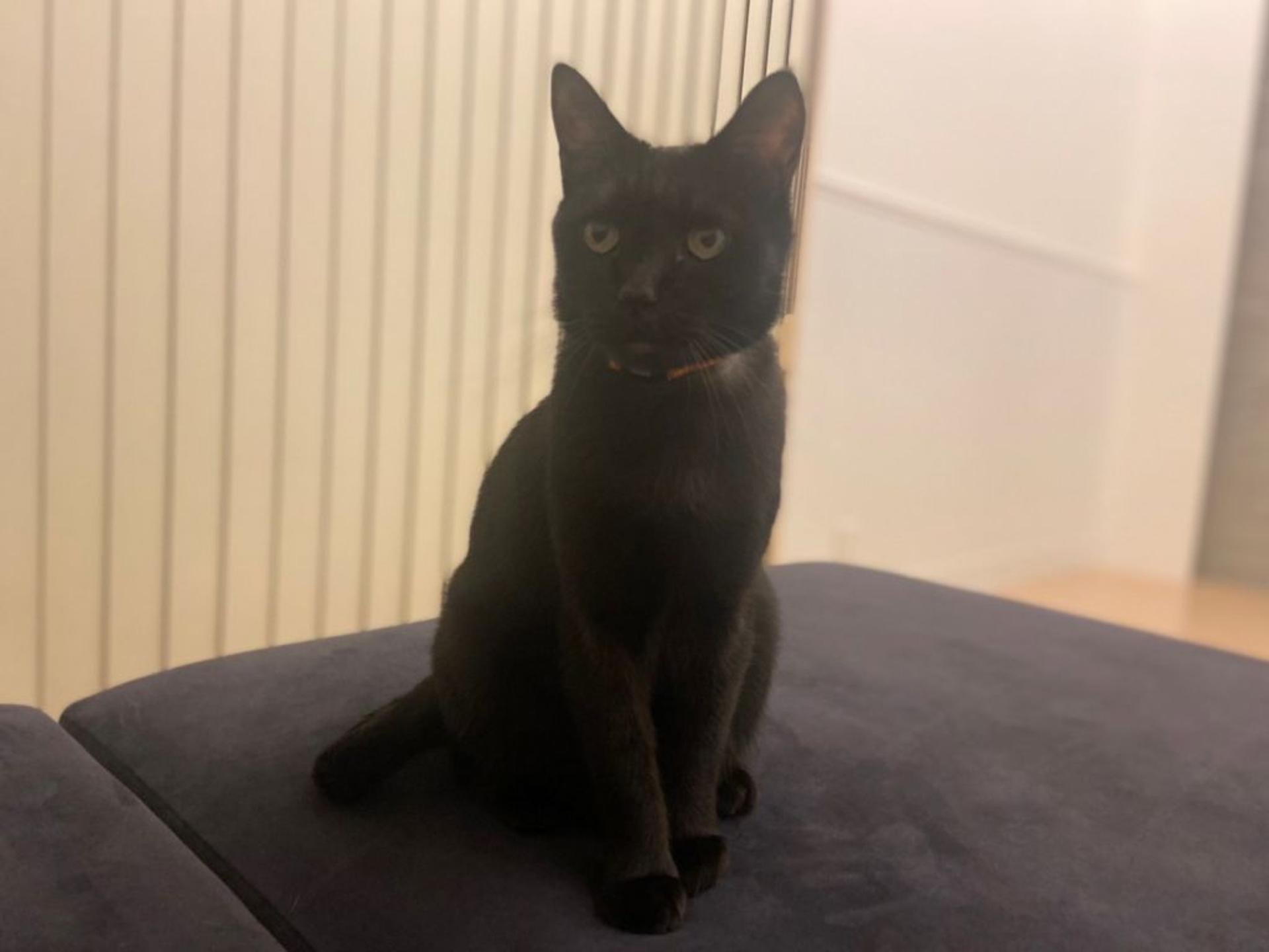 pet-image-5