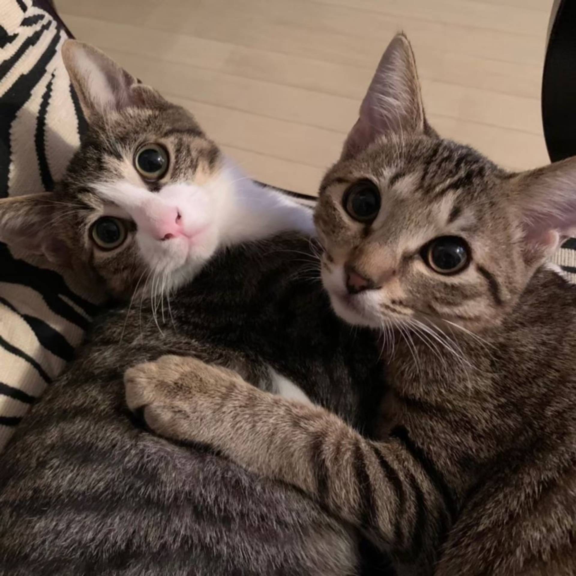 雑種（ミックス猫）・オスの里親募集の写真