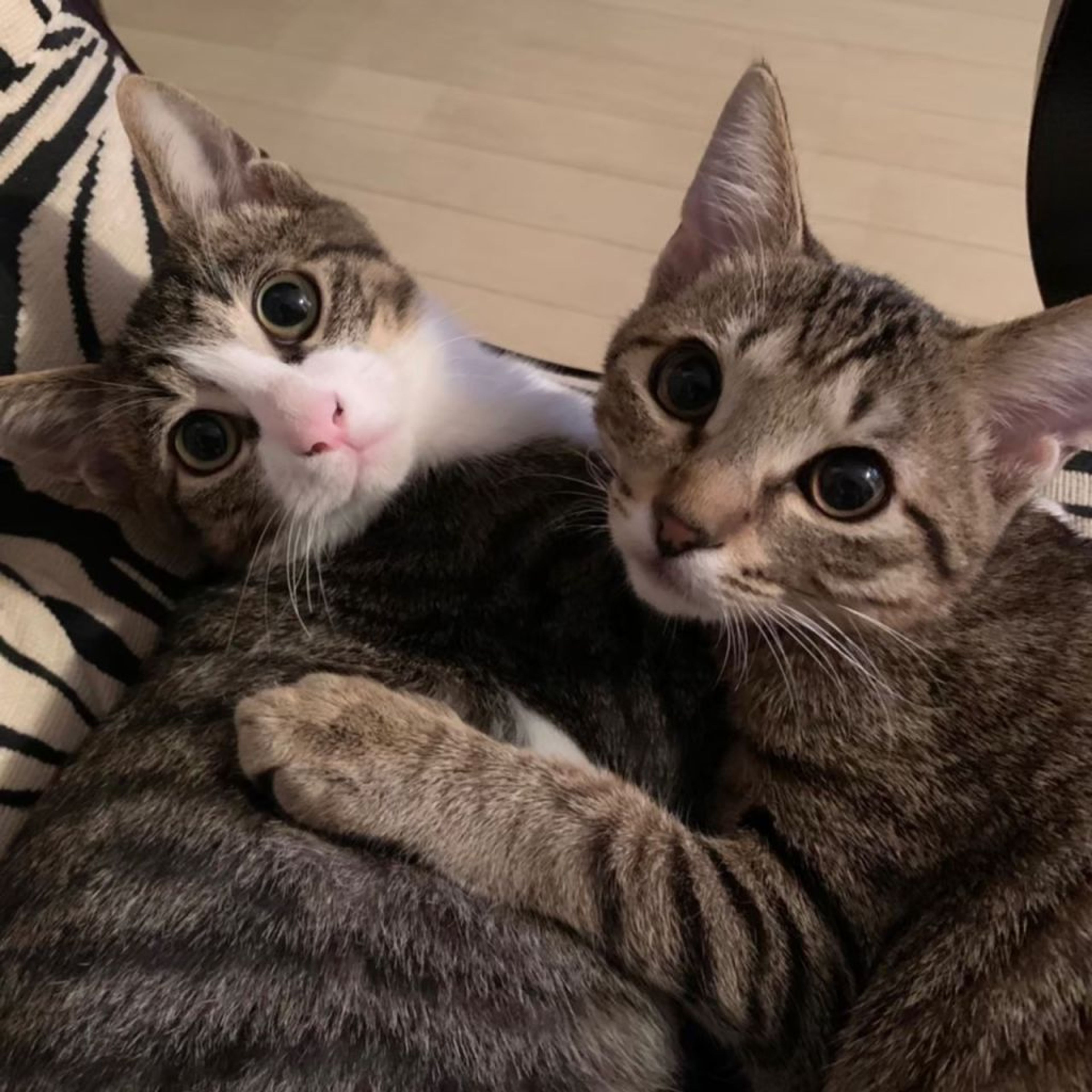 雑種（ミックス猫）・オスの里親募集の写真